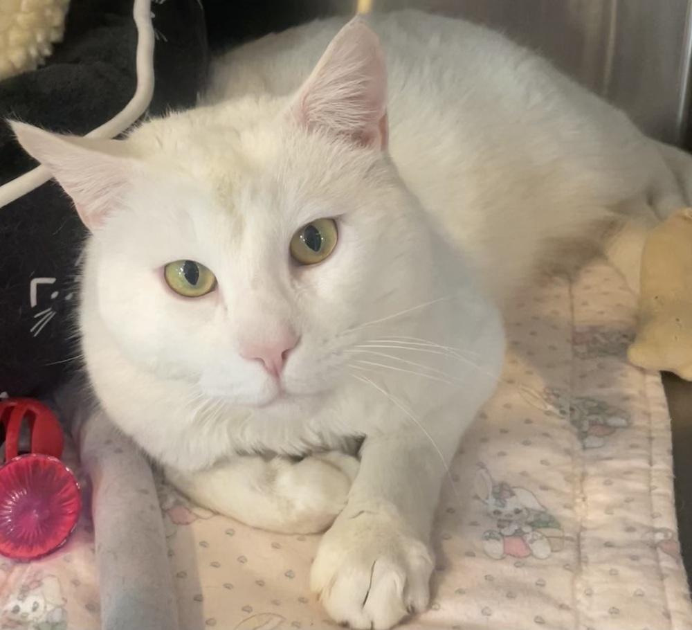 Enlarge SNOW, a Adoptable mixed breed in Southbury, CT image 4/4