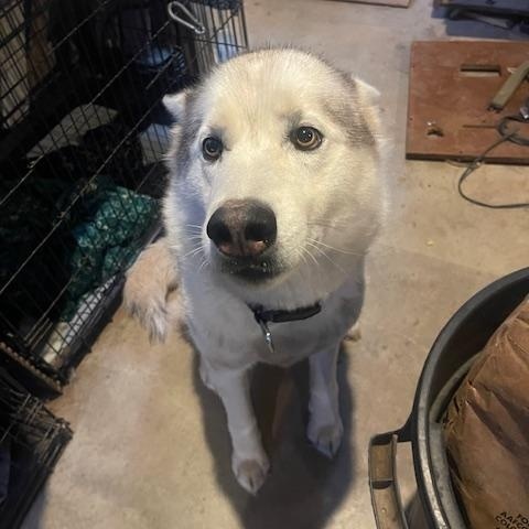 PRIVATE ADOPTION - Thor & Atlas, an adoptable Husky in St Stephen, NB image 2/2
