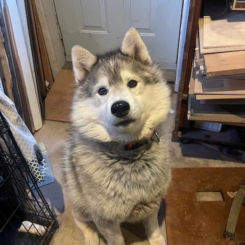 PRIVATE ADOPTION - Thor & Atlas, an adoptable Husky in St Stephen, NB image 1/2