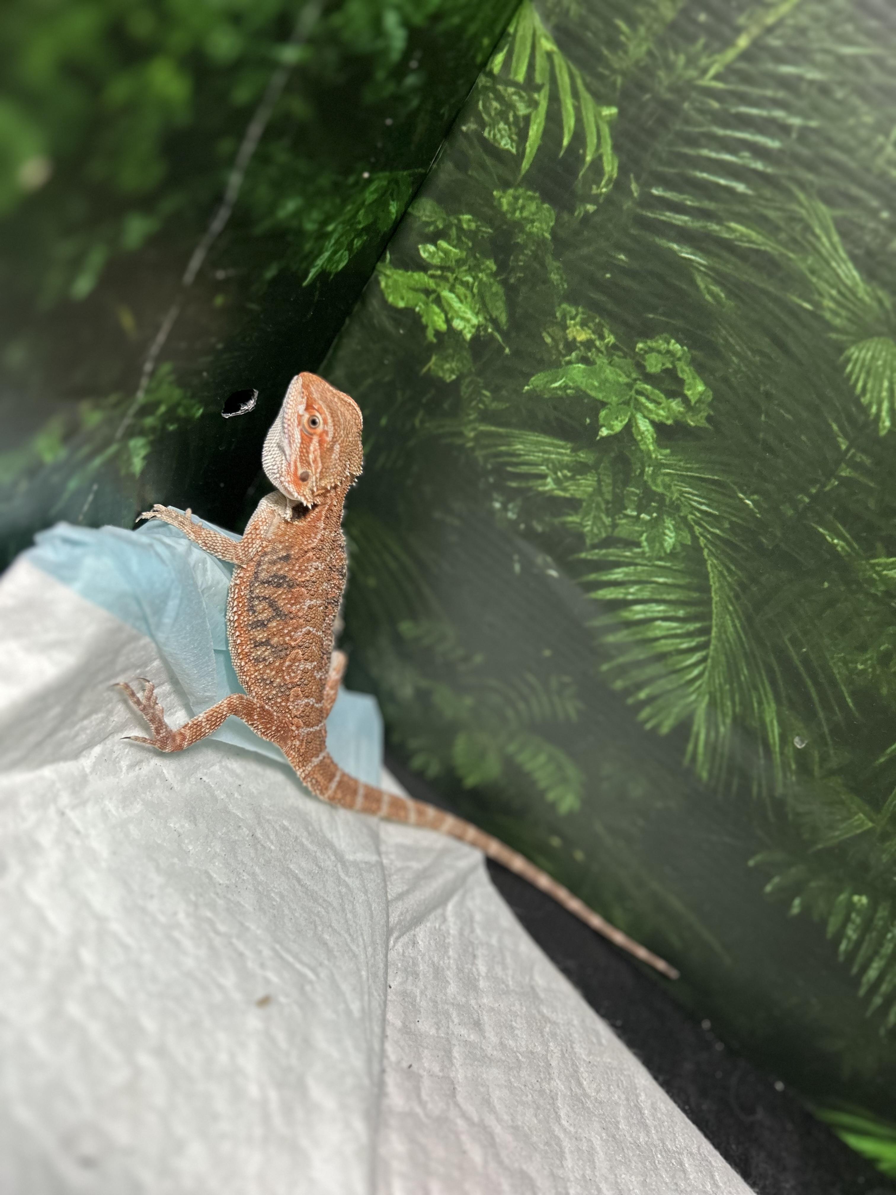 Enlarge Nugget Bearded Dragon, an adopted Bearded Dragon in Concord, CA image 1/2