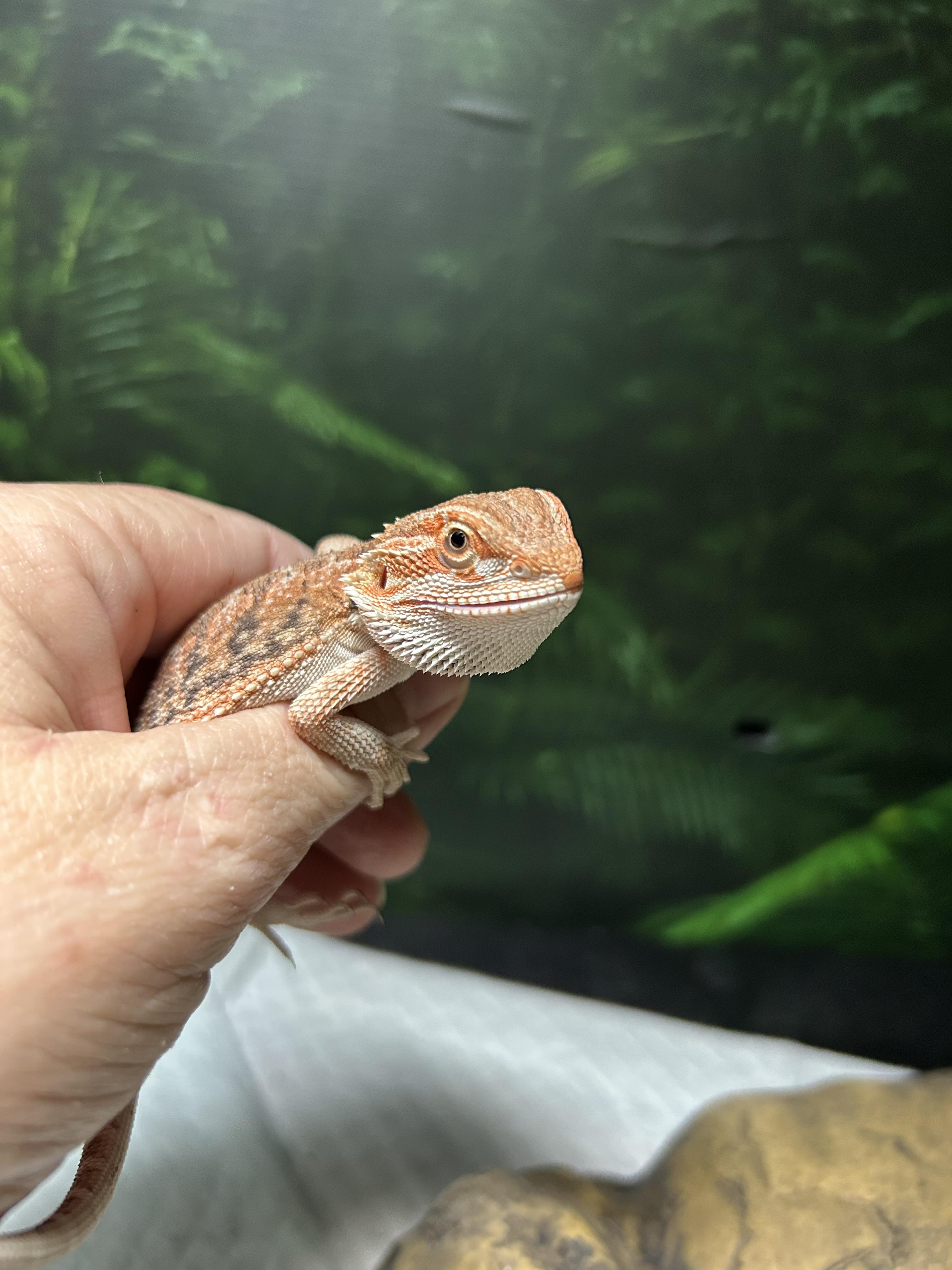 Enlarge Nugget Bearded Dragon, an adopted Bearded Dragon in Concord, CA image 2/2