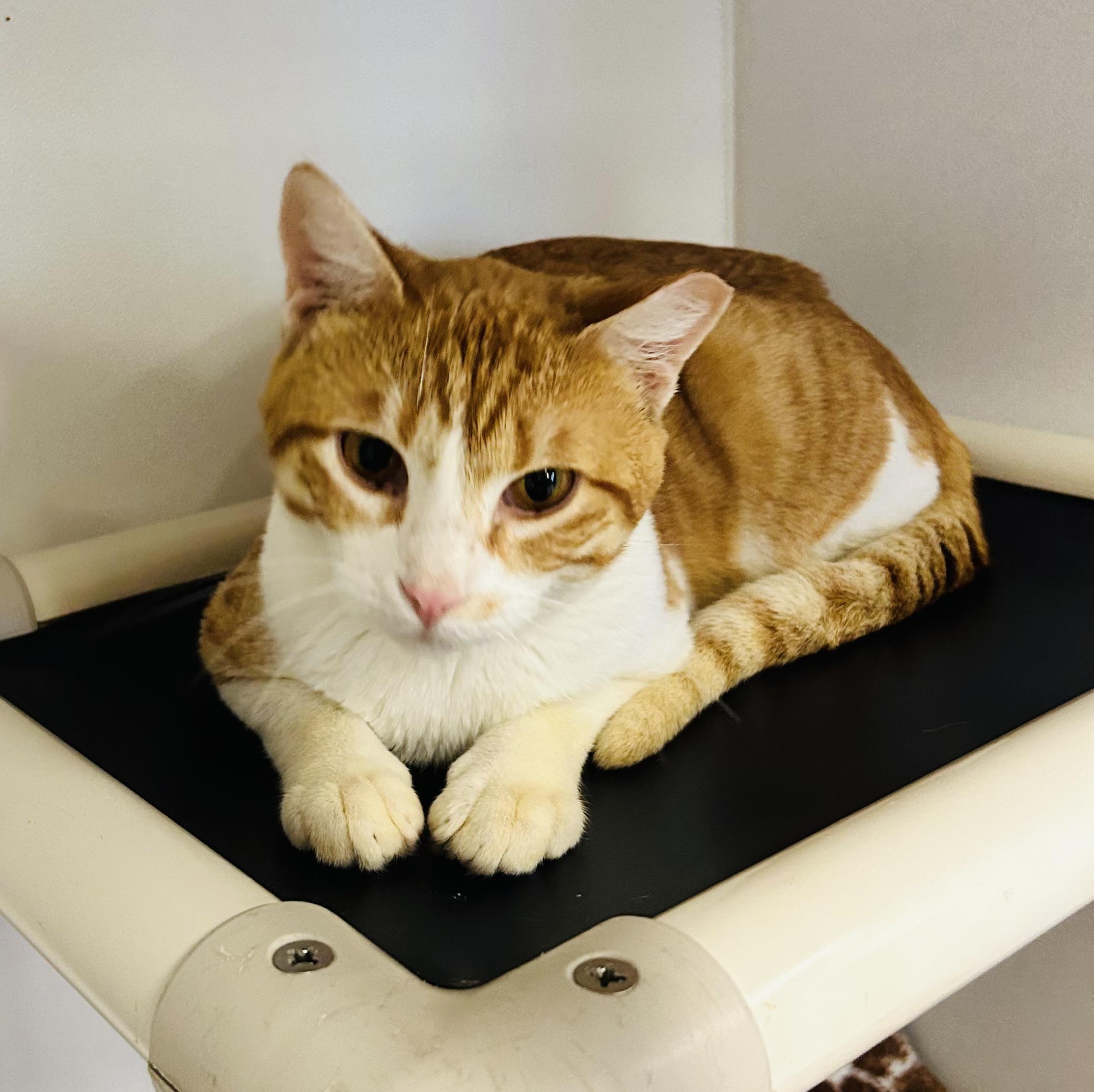 Ripley, ADOPTABLE, Young Male Domestic Short Hair.