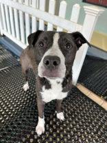 Raquel, a Adoptable Mixed Breed in Appleton, WI image 1/6