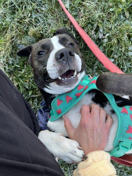 Raquel, a Adoptable Mixed Breed in Appleton, WI image 5/6