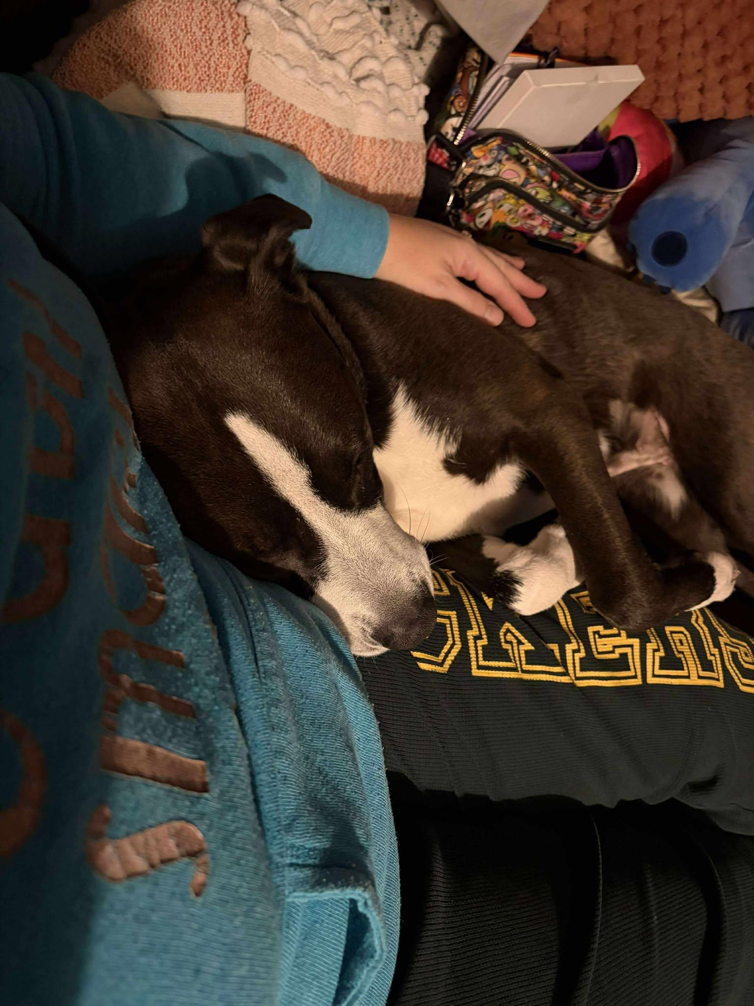 Raquel, a Adoptable Mixed Breed in Appleton, WI image 2/6