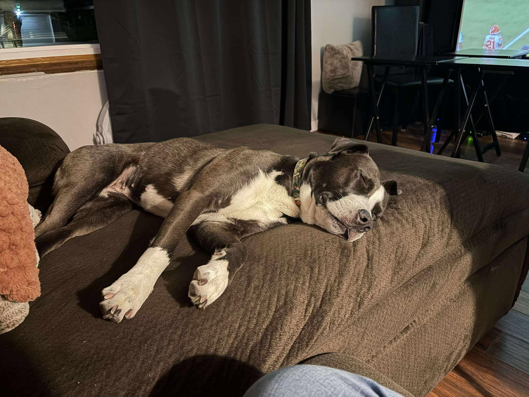 Raquel, a Adoptable Mixed Breed in Appleton, WI image 3/6