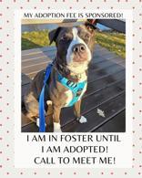 Raquel, Adoptable, Adult Female Mixed Breed.