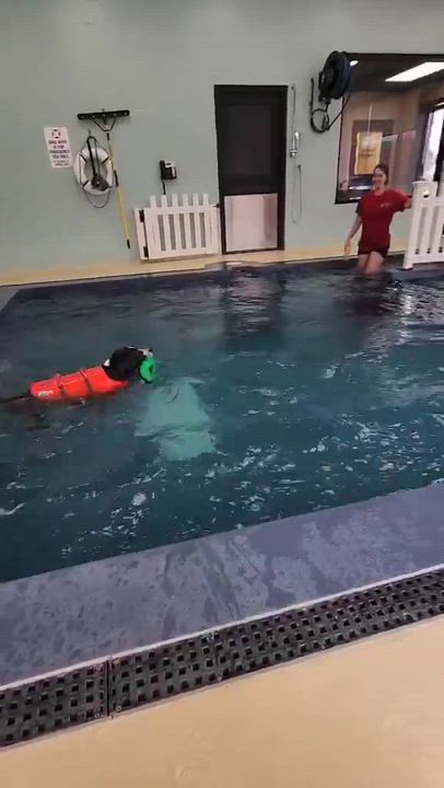 Enlarge Raquel, a Adoptable Mixed Breed in Appleton, WI video 6/6