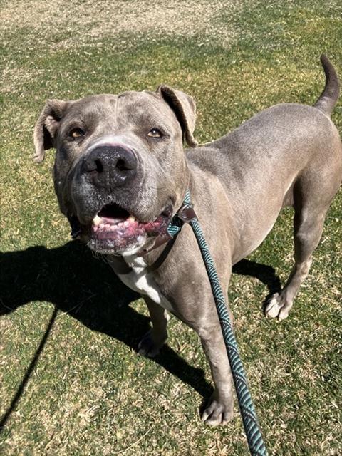 MICHELLE, Adoptable, Adult Female Pit Bull Terrier & Mixed Breed.