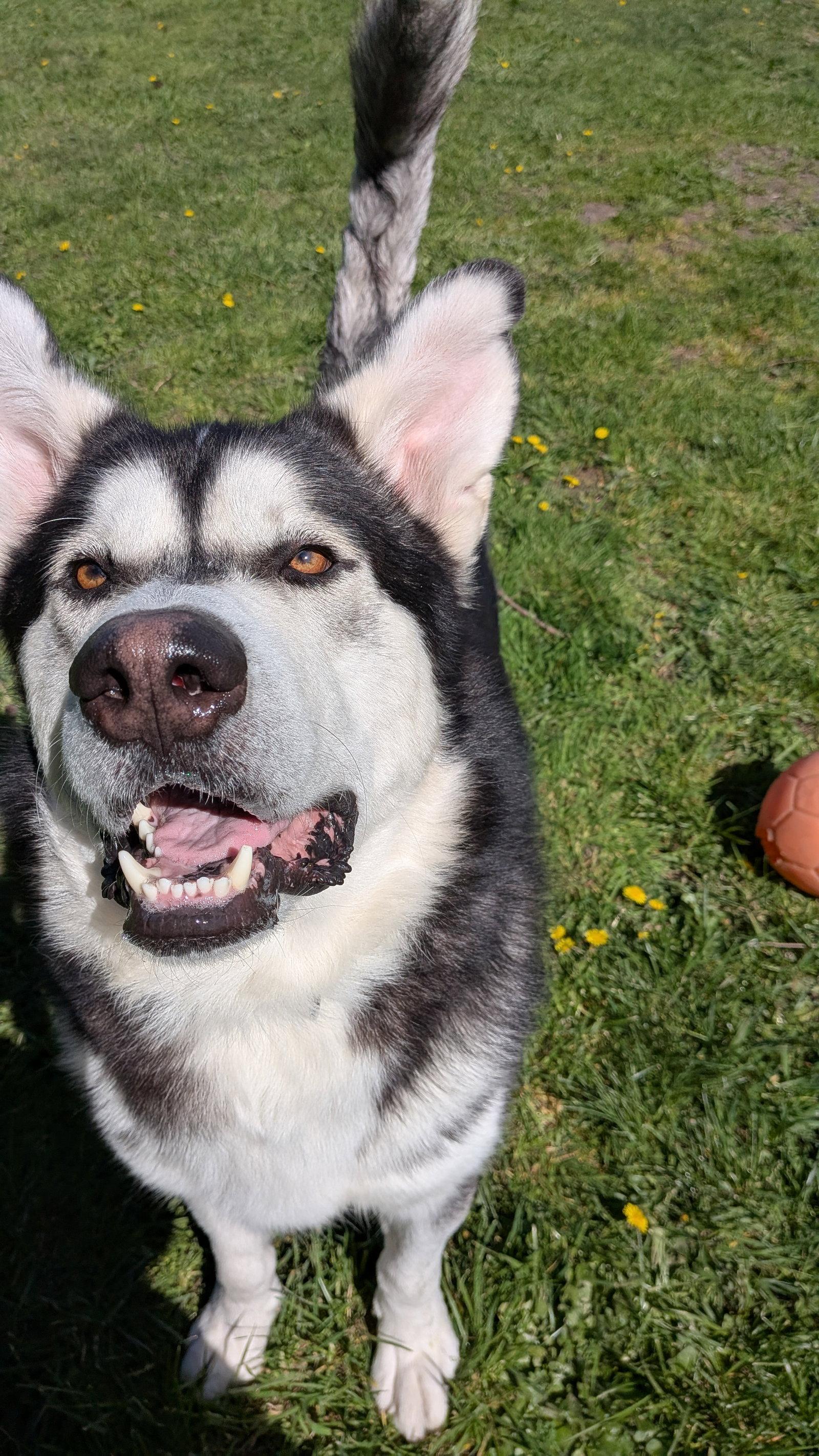 ODYSSEY, Adoptable, Adult Male Alaskan Malamute.