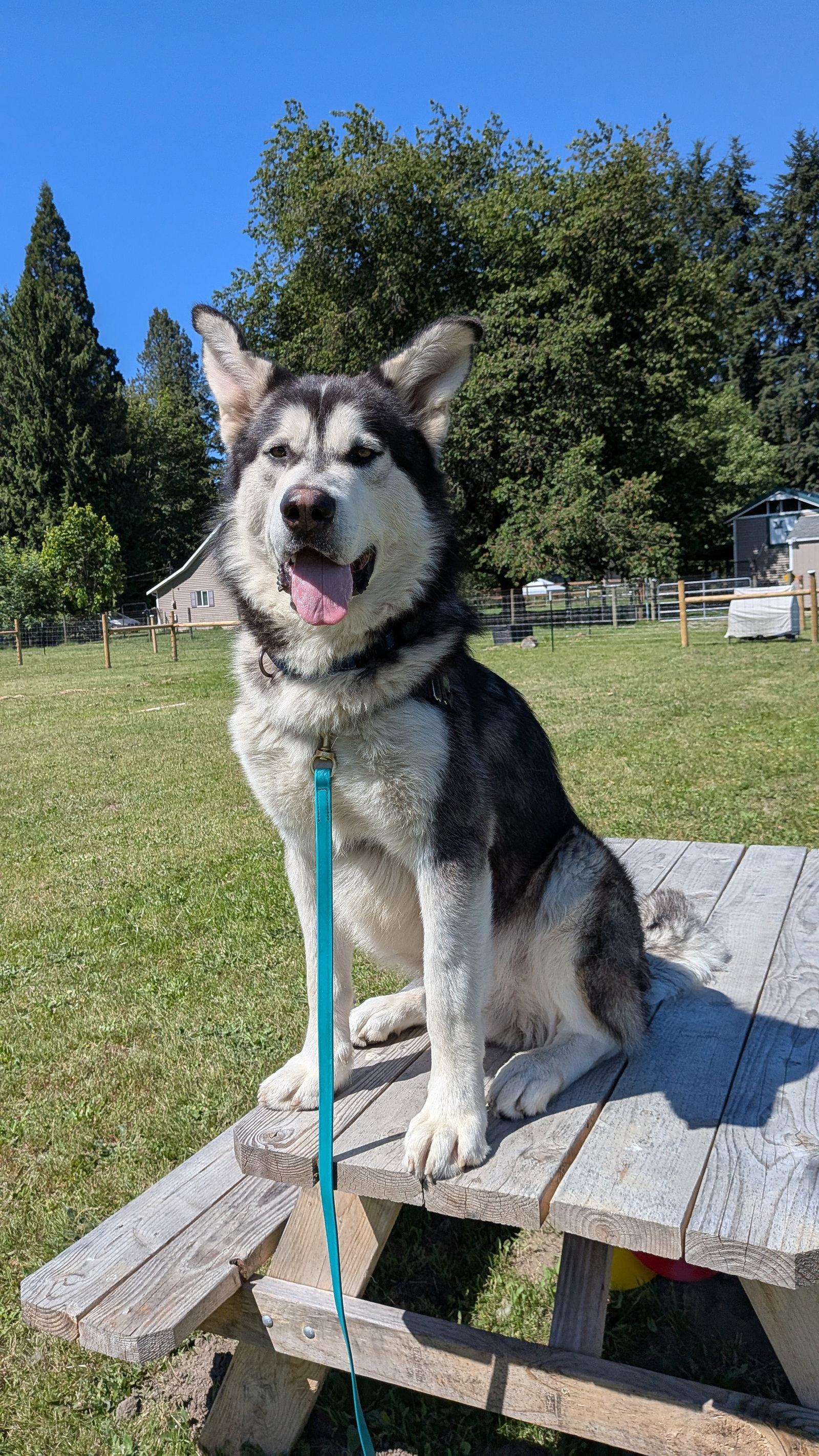 ODYSSEY, Adoptable, Adult Male Alaskan Malamute.