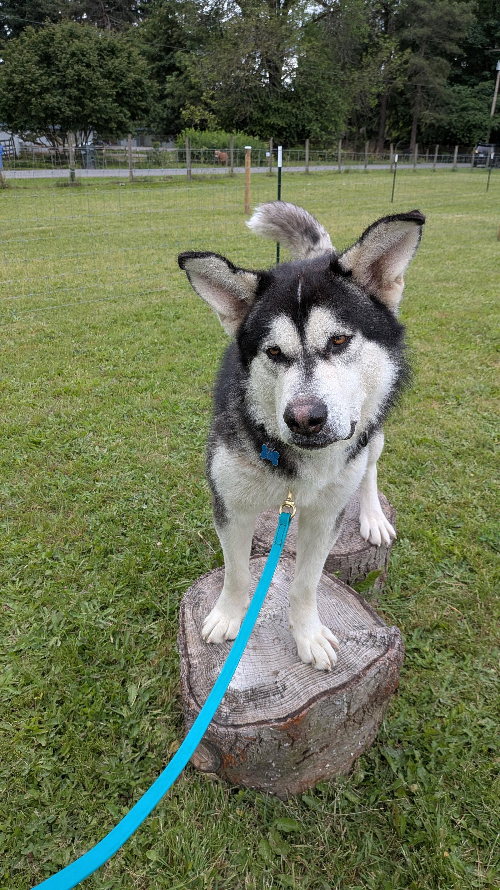 ODYSSEY, a Adoptable Alaskan Malamute in Seattle, WA image 2/3