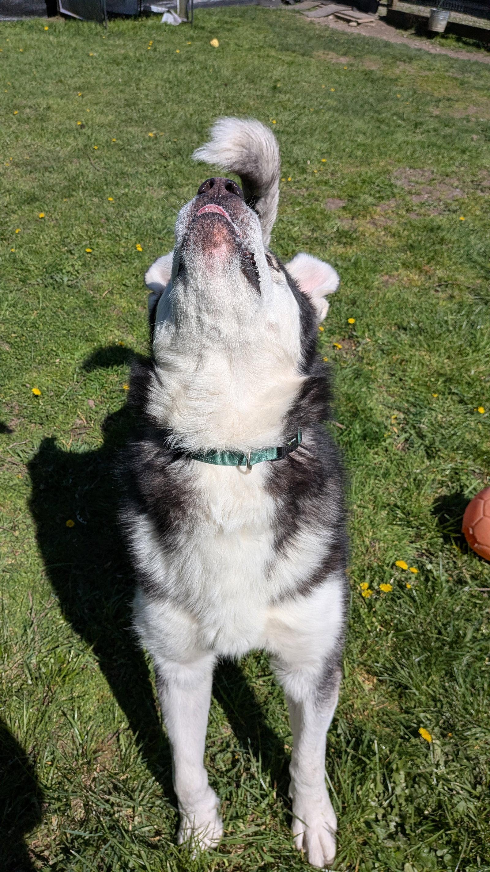 Enlarge ODYSSEY, a Adoptable Alaskan Malamute in Seattle, WA image 2/3