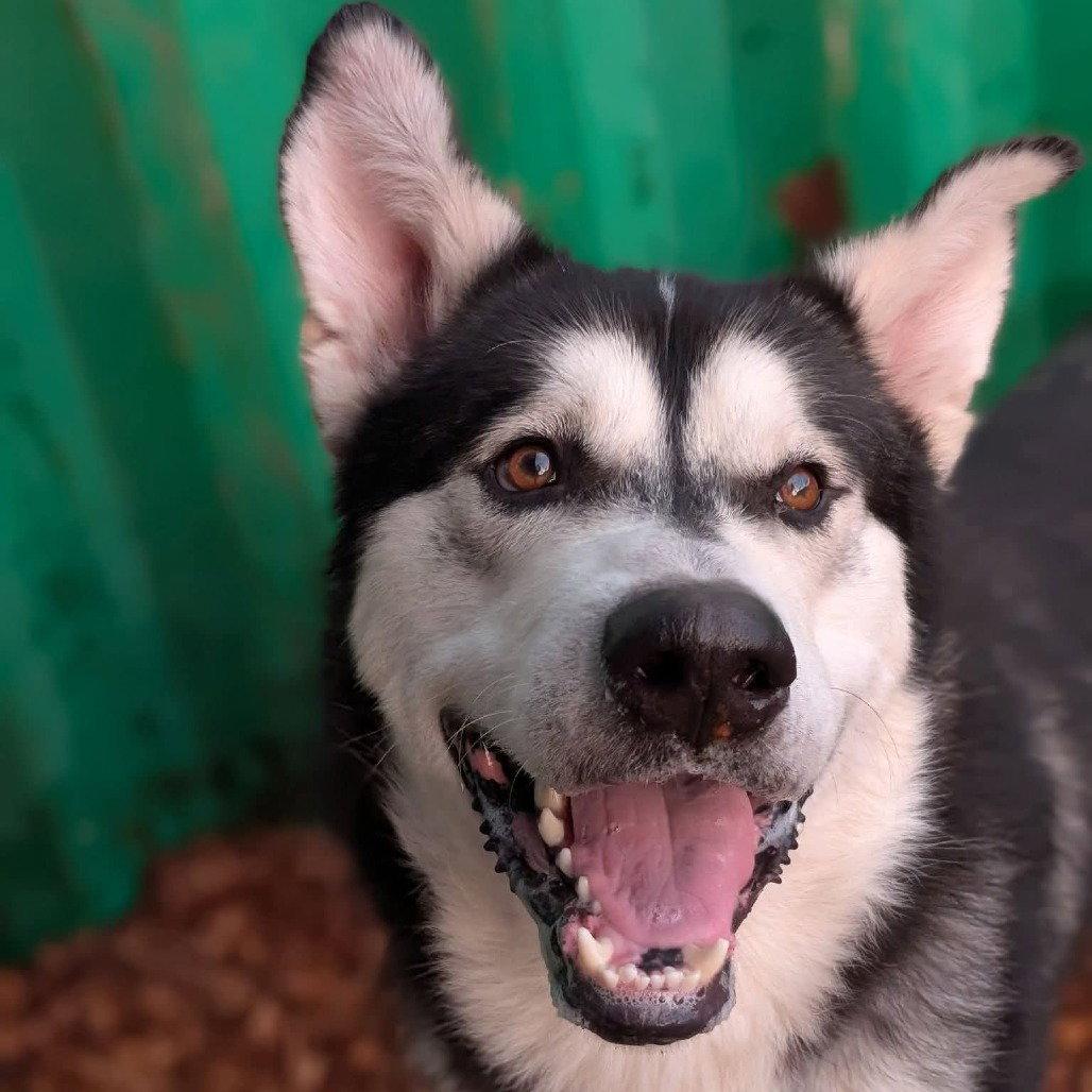 Enlarge ODYSSEY, a Adoptable Alaskan Malamute in Seattle, WA image 3/3