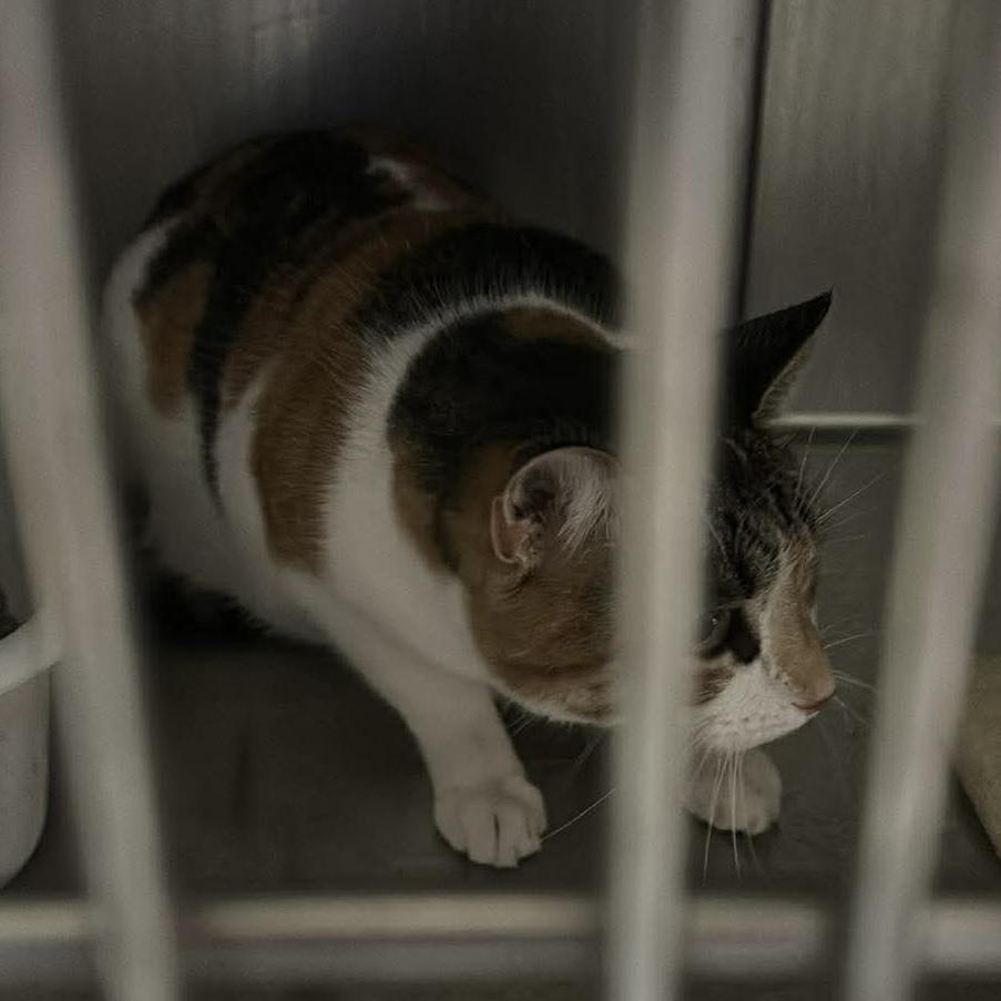 Enlarge Callie (Jenny), an adopted Calico in Trenton, MO image 2/5