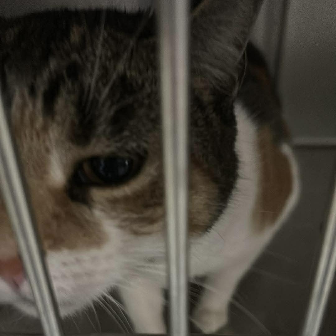 Enlarge Callie (Jenny), an adopted Calico in Trenton, MO image 3/5