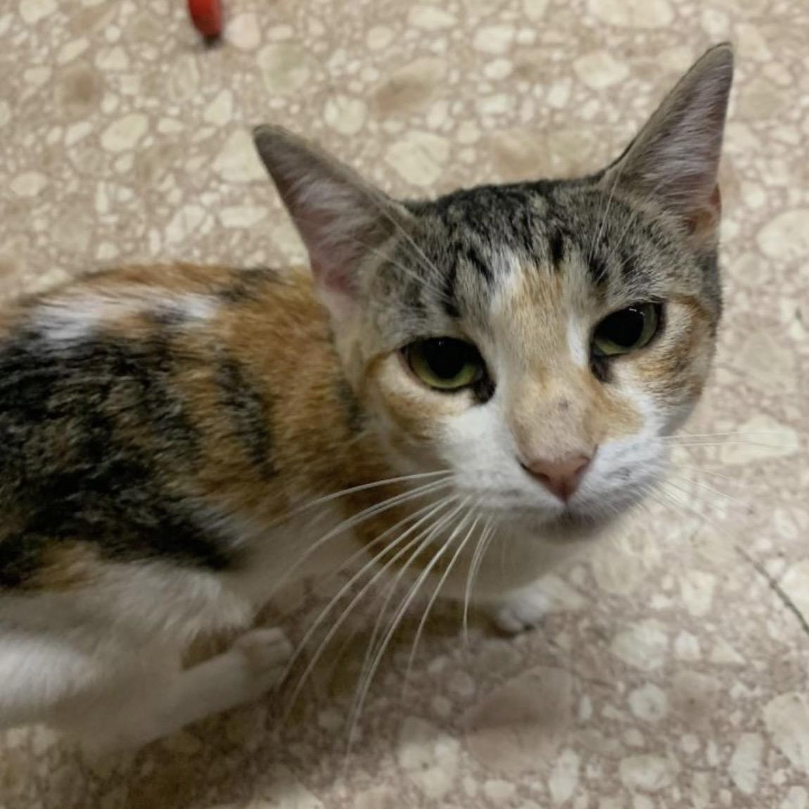 Enlarge Callie (Jenny), an adopted Calico in Trenton, MO image 5/5