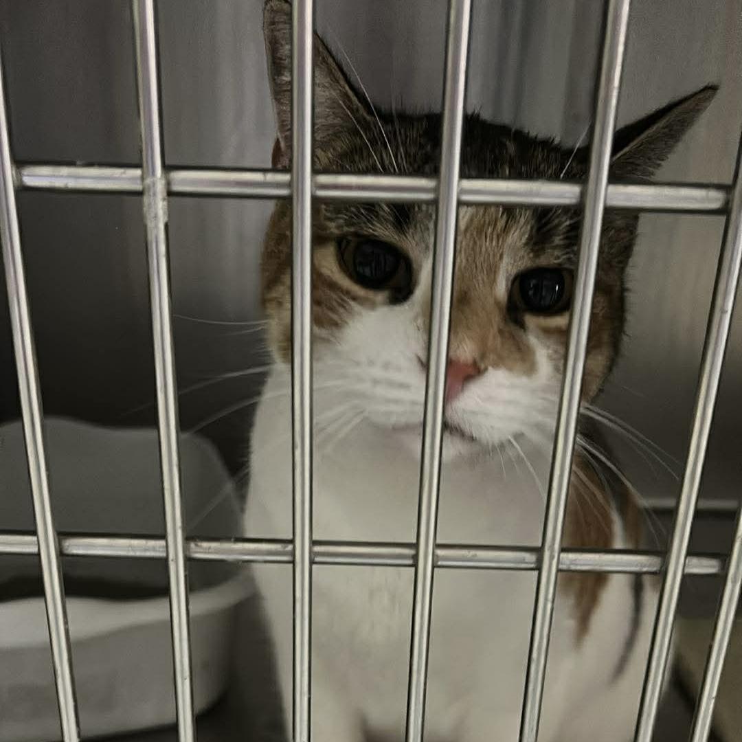 Callie (Jenny), adopted, Adult Female Calico.