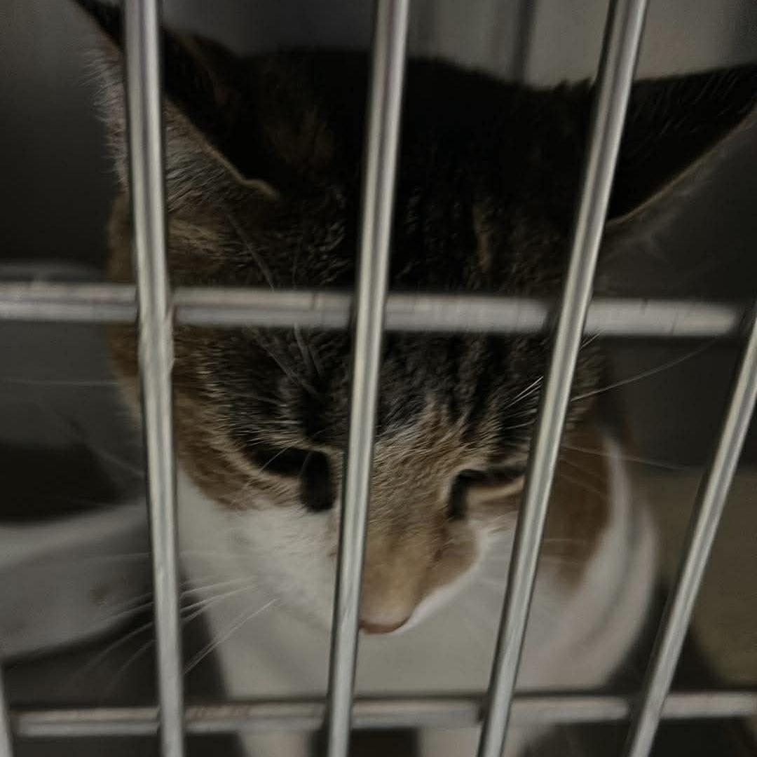 Enlarge Callie (Jenny), an adopted Calico in Trenton, MO image 4/5