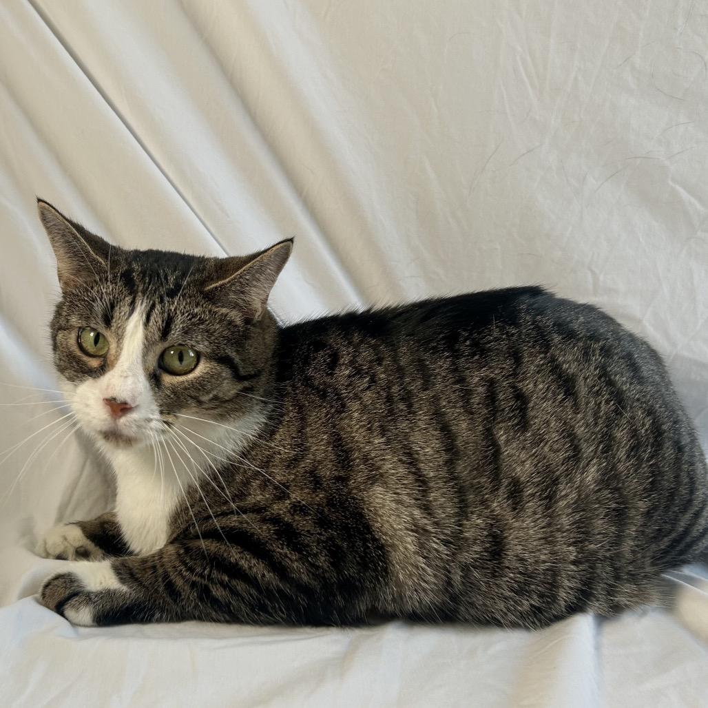 Enlarge Lyra, a Adoptable Domestic Short Hair in Johnson City, TN image 1/5