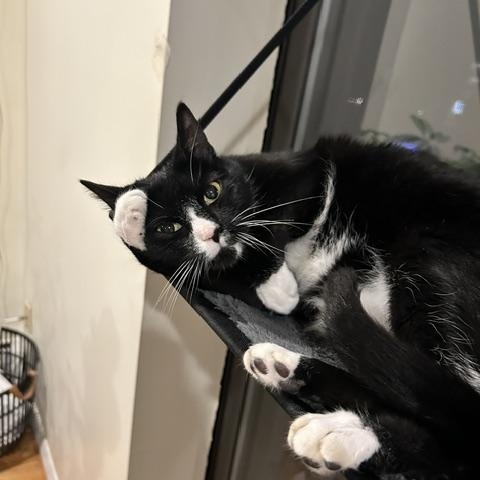 Jasper, a ADOPTABLE Domestic Short Hair in Arlington, MA image 2/5