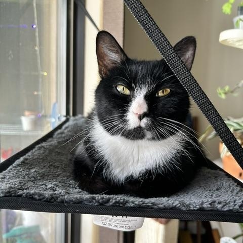 Jasper, ADOPTABLE, Young Male Domestic Short Hair.
