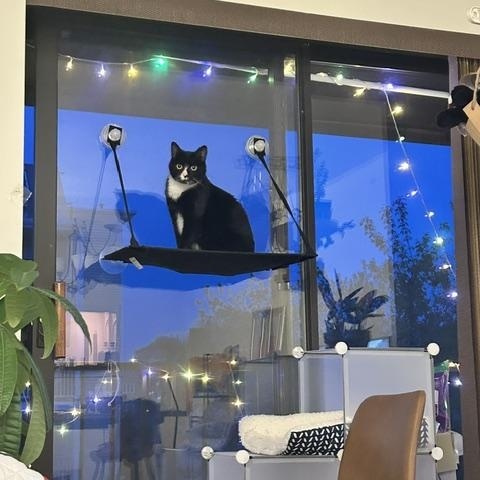 Jasper, a ADOPTABLE Domestic Short Hair in Arlington, MA image 3/5