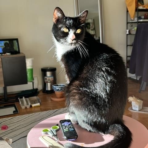 Jasper, a ADOPTABLE Domestic Short Hair in Arlington, MA image 4/5
