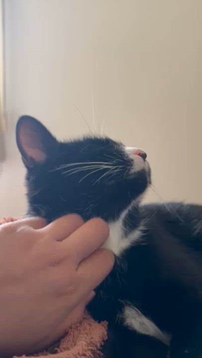 Enlarge Jasper, a ADOPTABLE Domestic Short Hair in Arlington, MA video 5/5