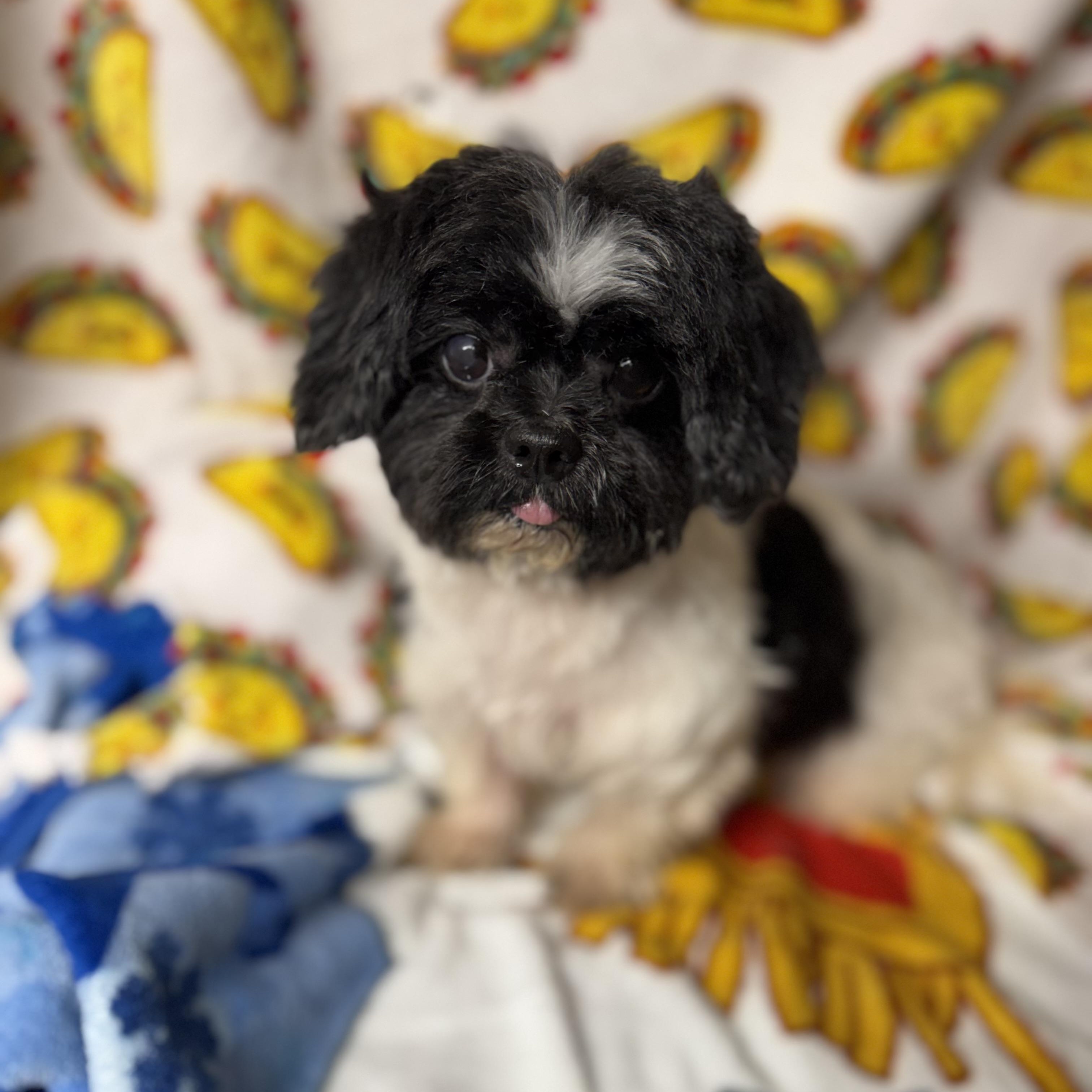 Eggnog, an adopted Shih Tzu in Tomkins Cove, NY image 1/3