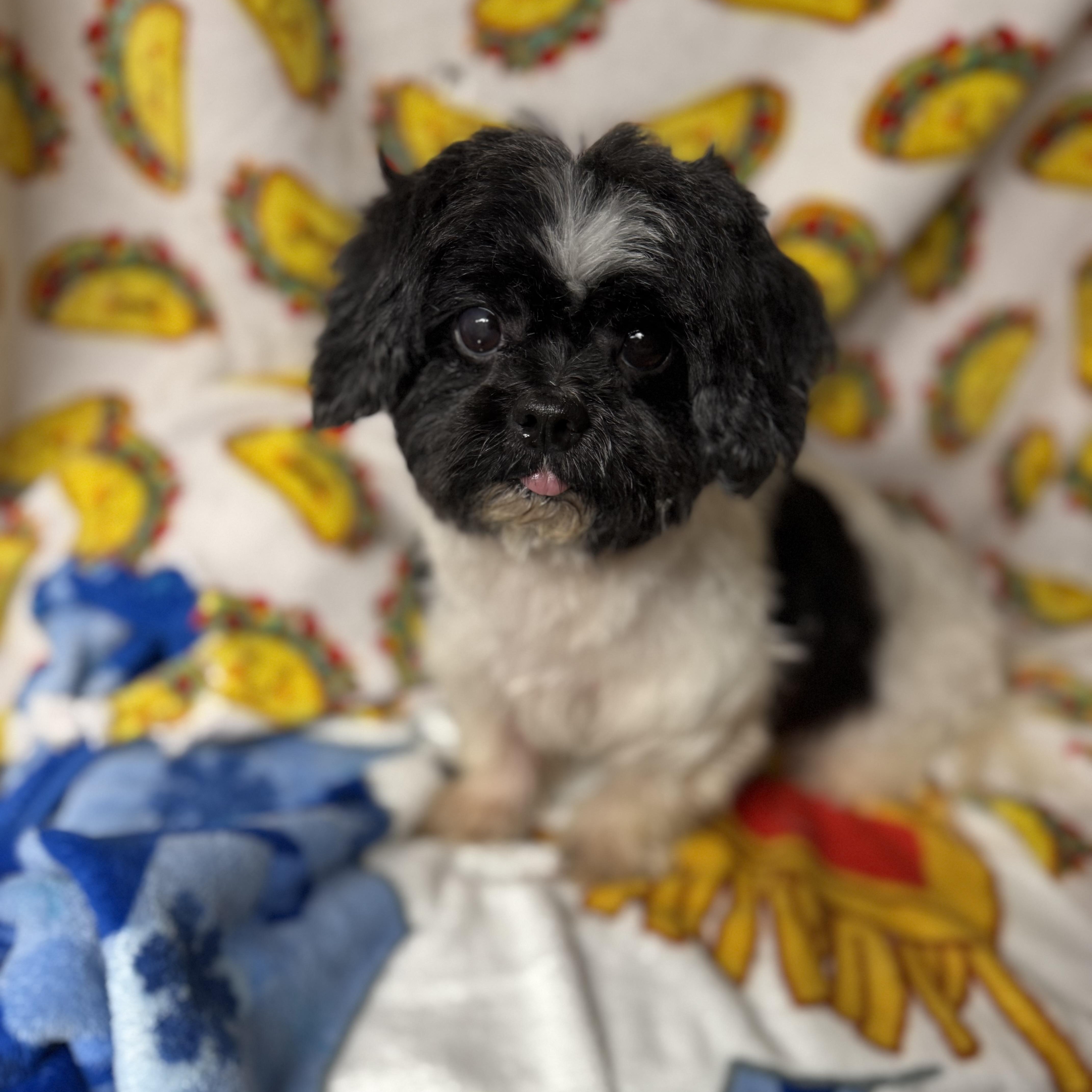 Eggnog, an adopted Shih Tzu in Tomkins Cove, NY image 2/3