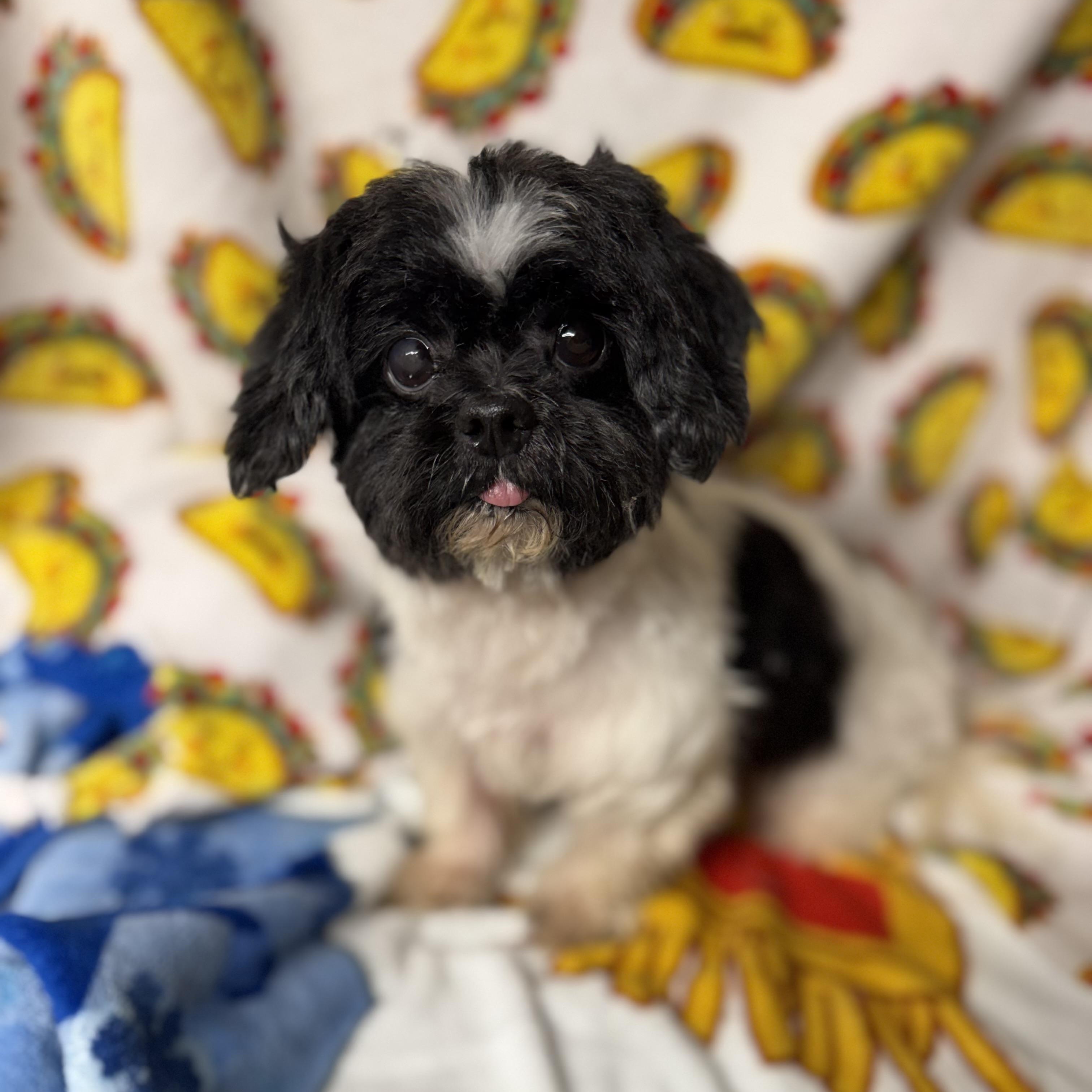 Eggnog, an adopted Shih Tzu in Tomkins Cove, NY image 3/3