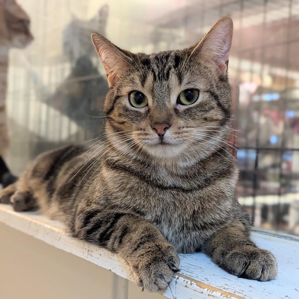 Soos, Adoptable, Adult Male Domestic Short Hair.
