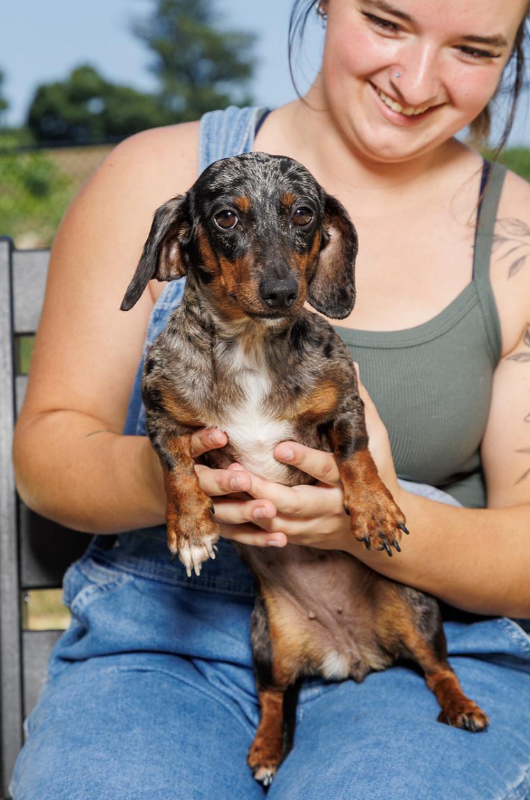 Enlarge Desiree, an adopted Dachshund in Chester Springs, PA image 2/3