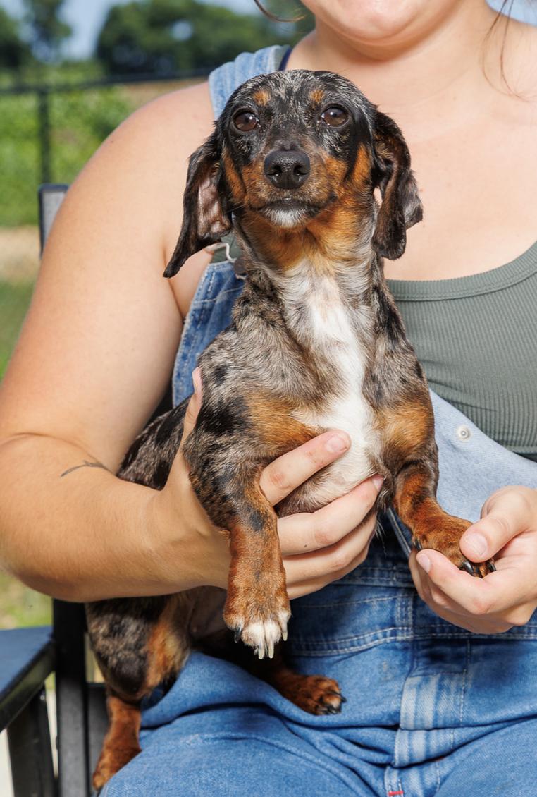 Enlarge Desiree, an adopted Dachshund in Chester Springs, PA image 1/3