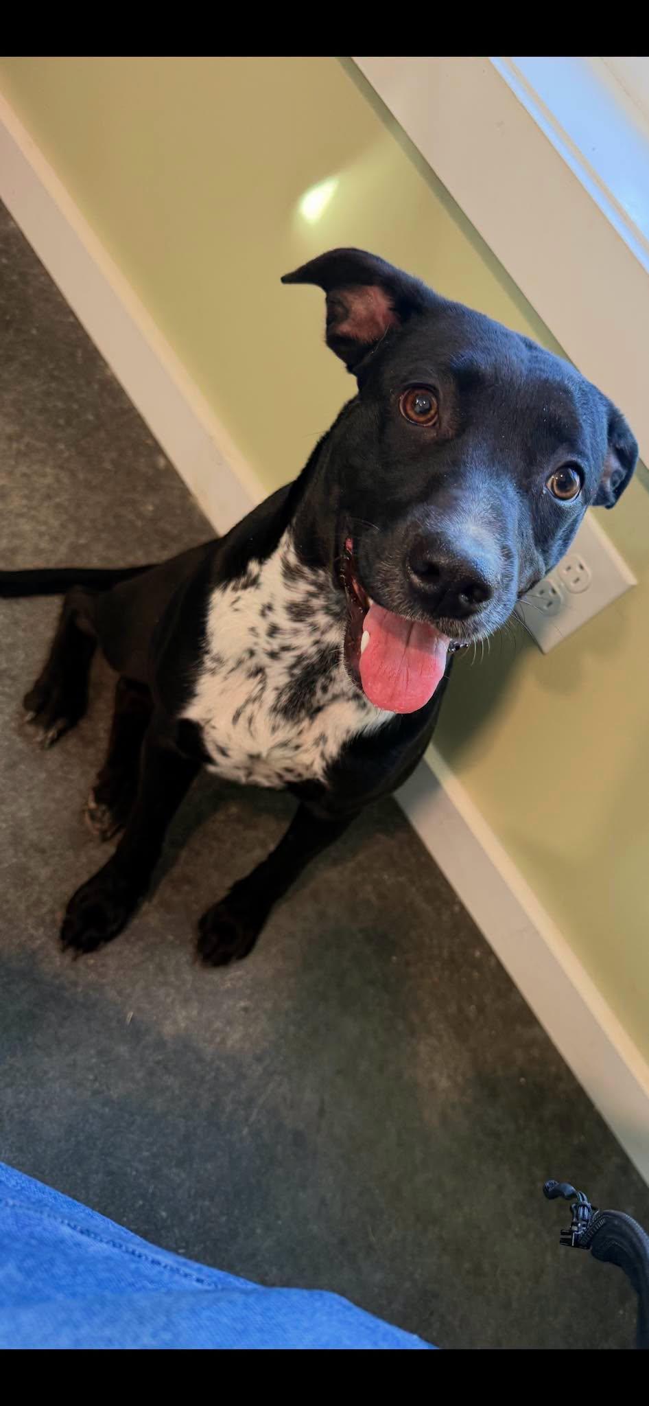 Gabby, Adoptable, Adult Female Australian Cattle Dog / Blue Heeler.