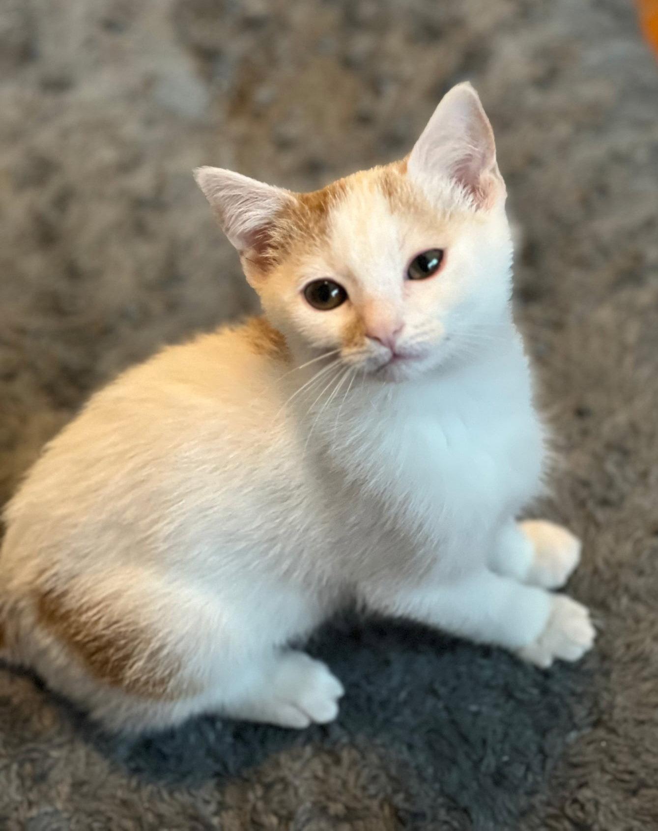 Wesley, a Adopted Domestic Short Hair in Whitehall, PA image 1/2