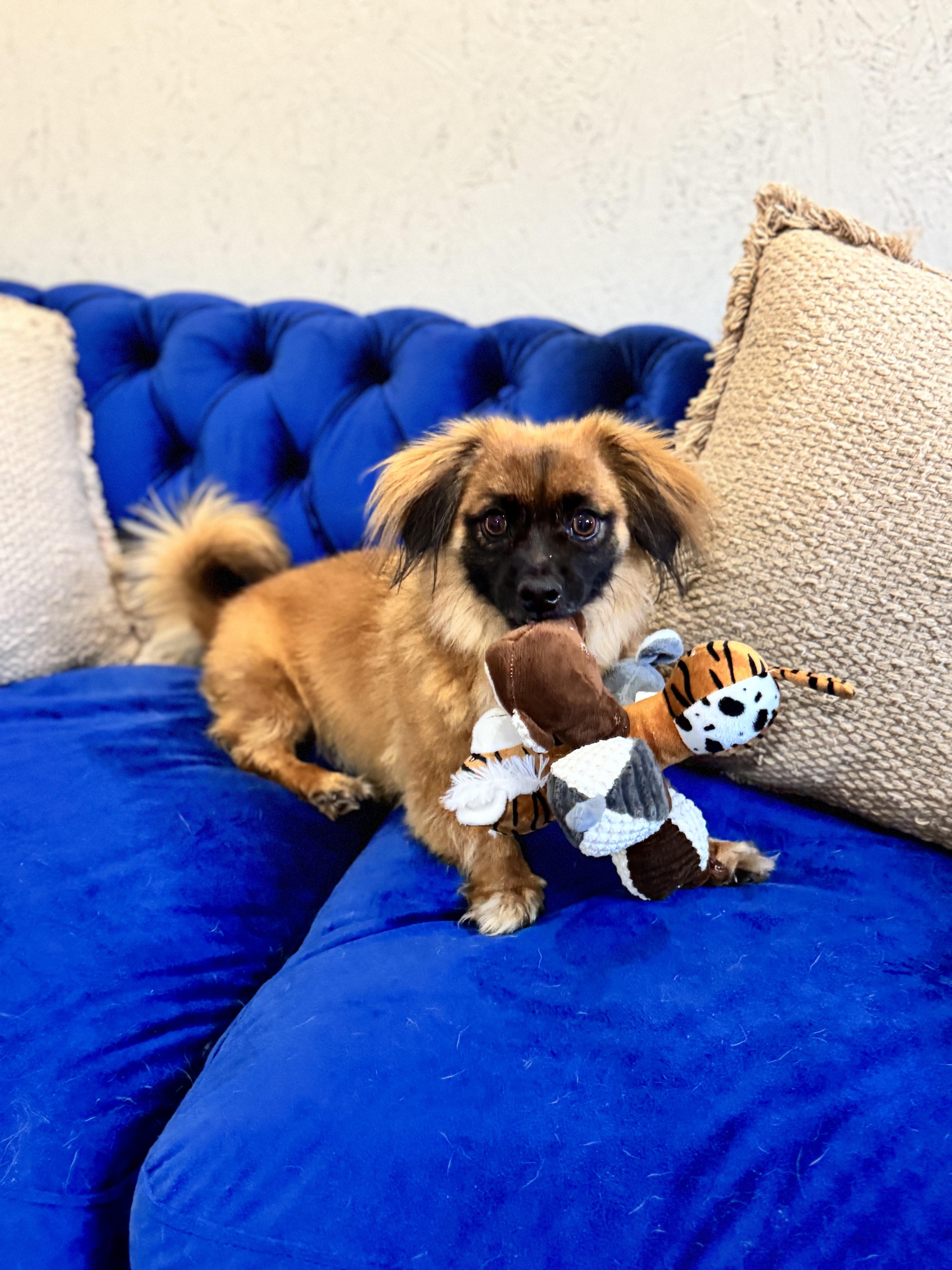 Sprocket, a Adoptable mixed breed in SYLVANIA, GA image 4/6