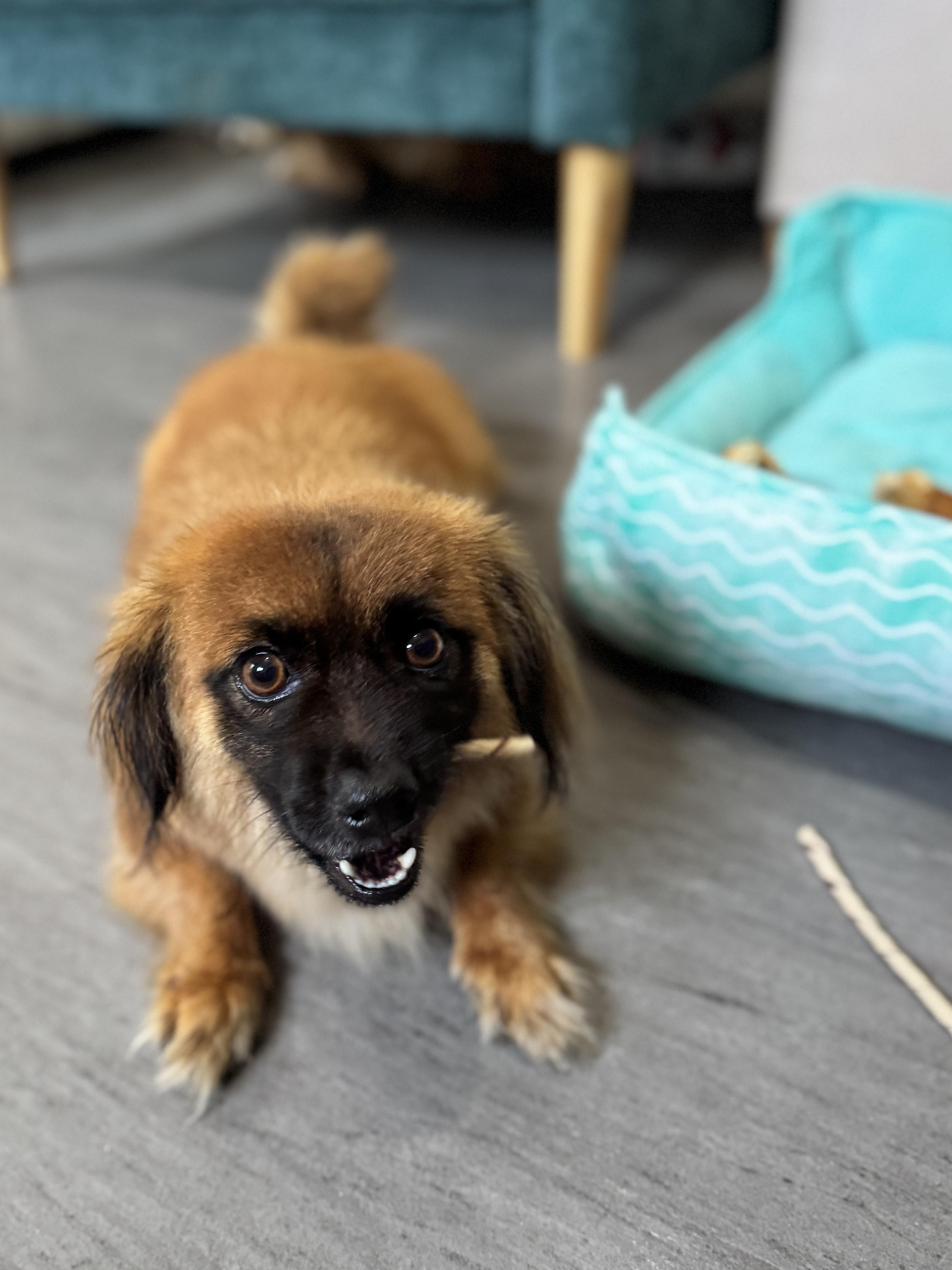 Sprocket, a Adoptable mixed breed in SYLVANIA, GA image 3/6