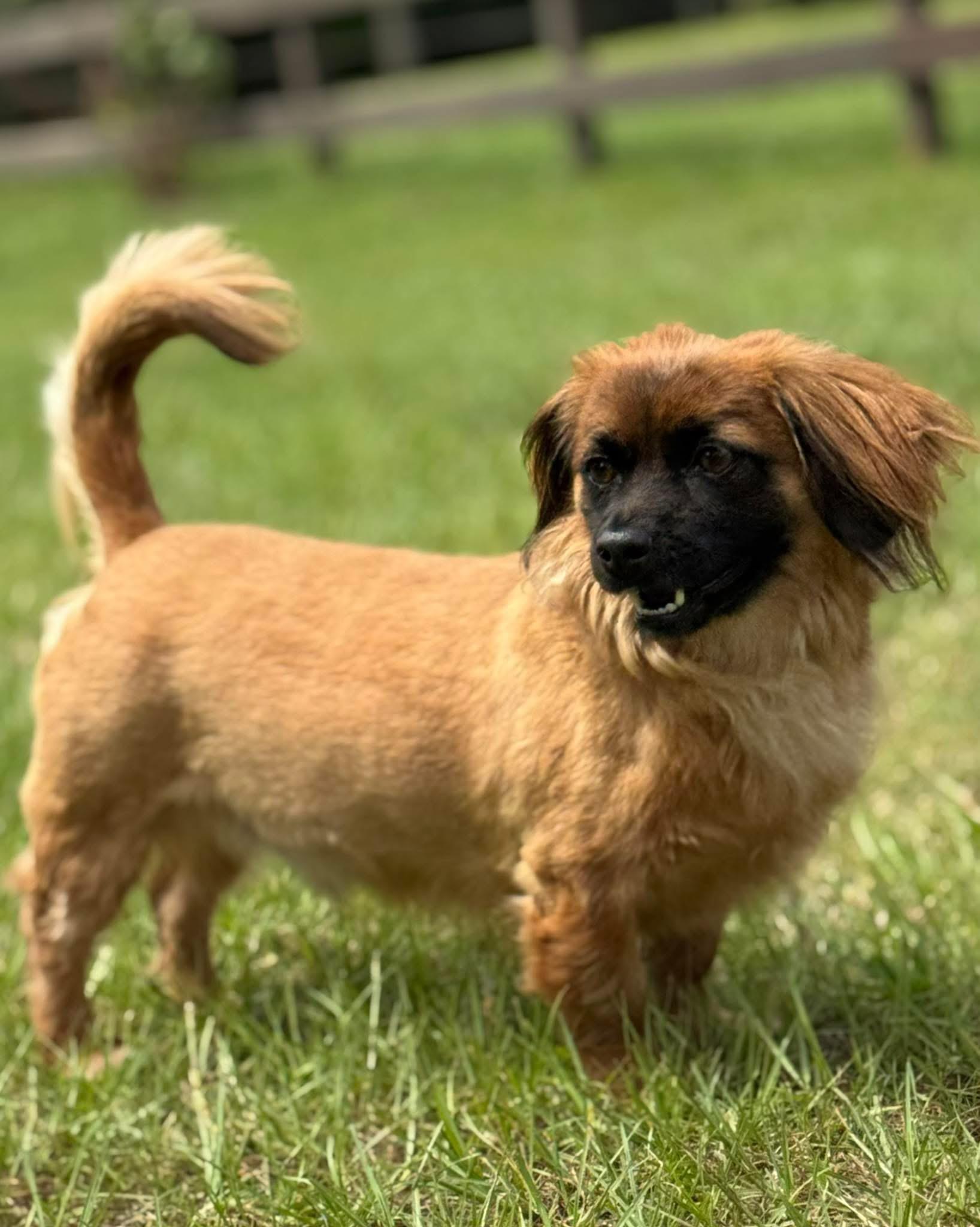 Sprocket, a Adoptable mixed breed in SYLVANIA, GA image 6/6