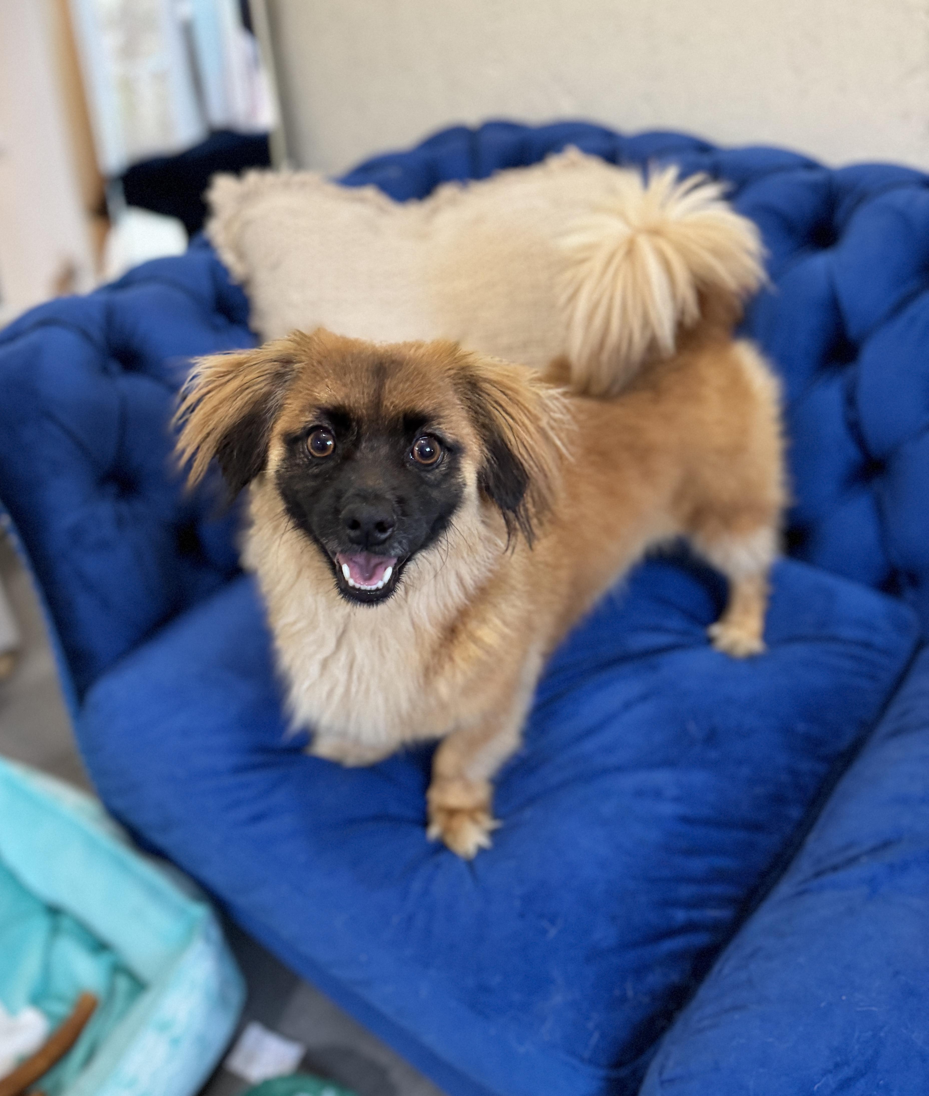 Sprocket, a Adoptable mixed breed in SYLVANIA, GA image 5/6