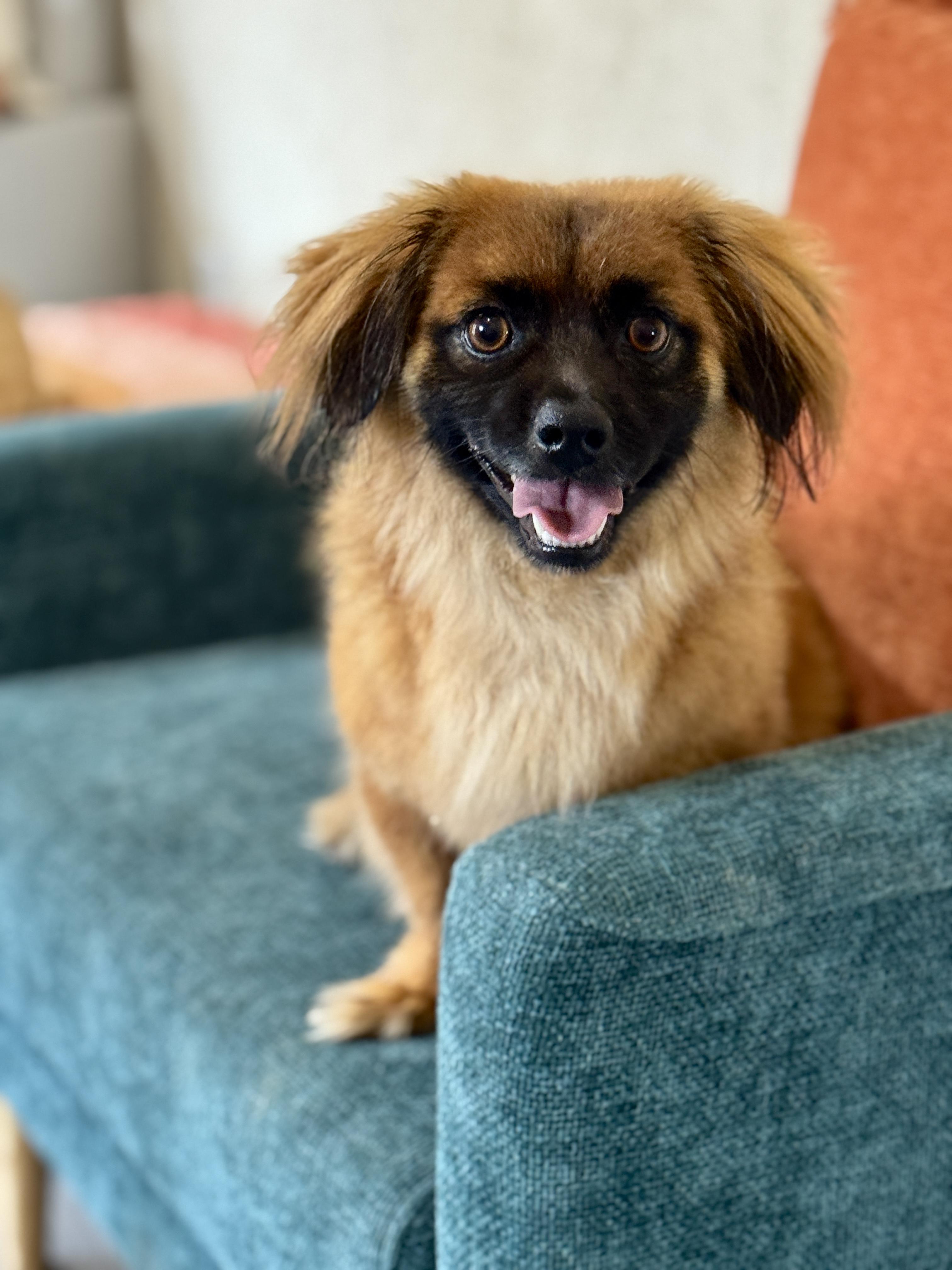 Sprocket, a Adoptable mixed breed in SYLVANIA, GA image 2/6