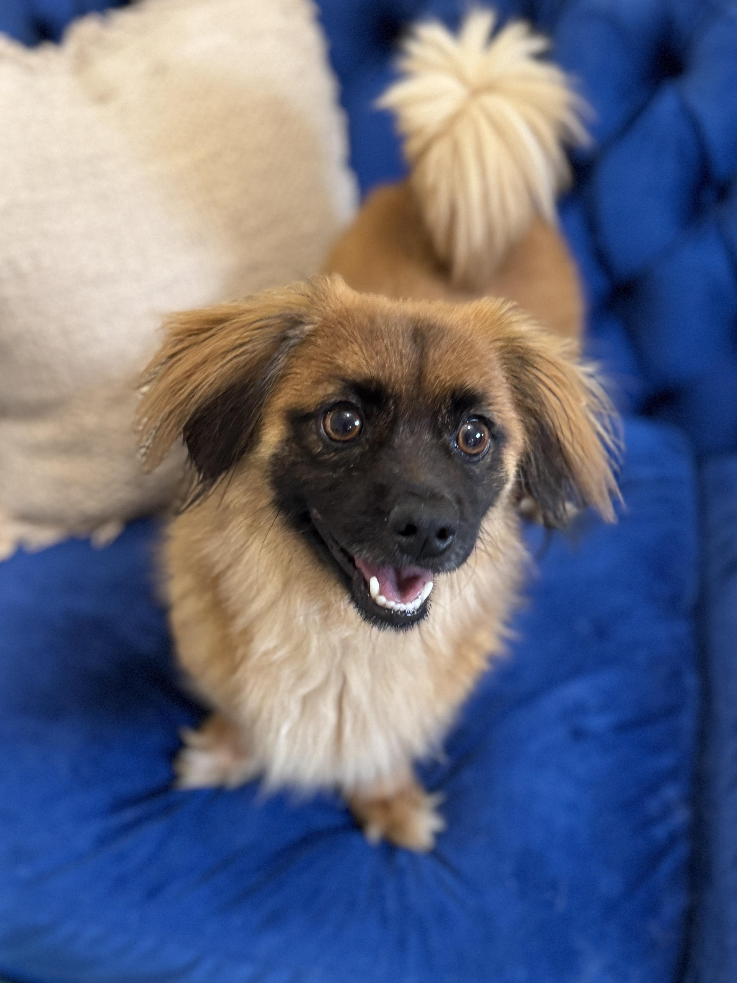 Sprocket, Adoptable, Young Male Dachshund.