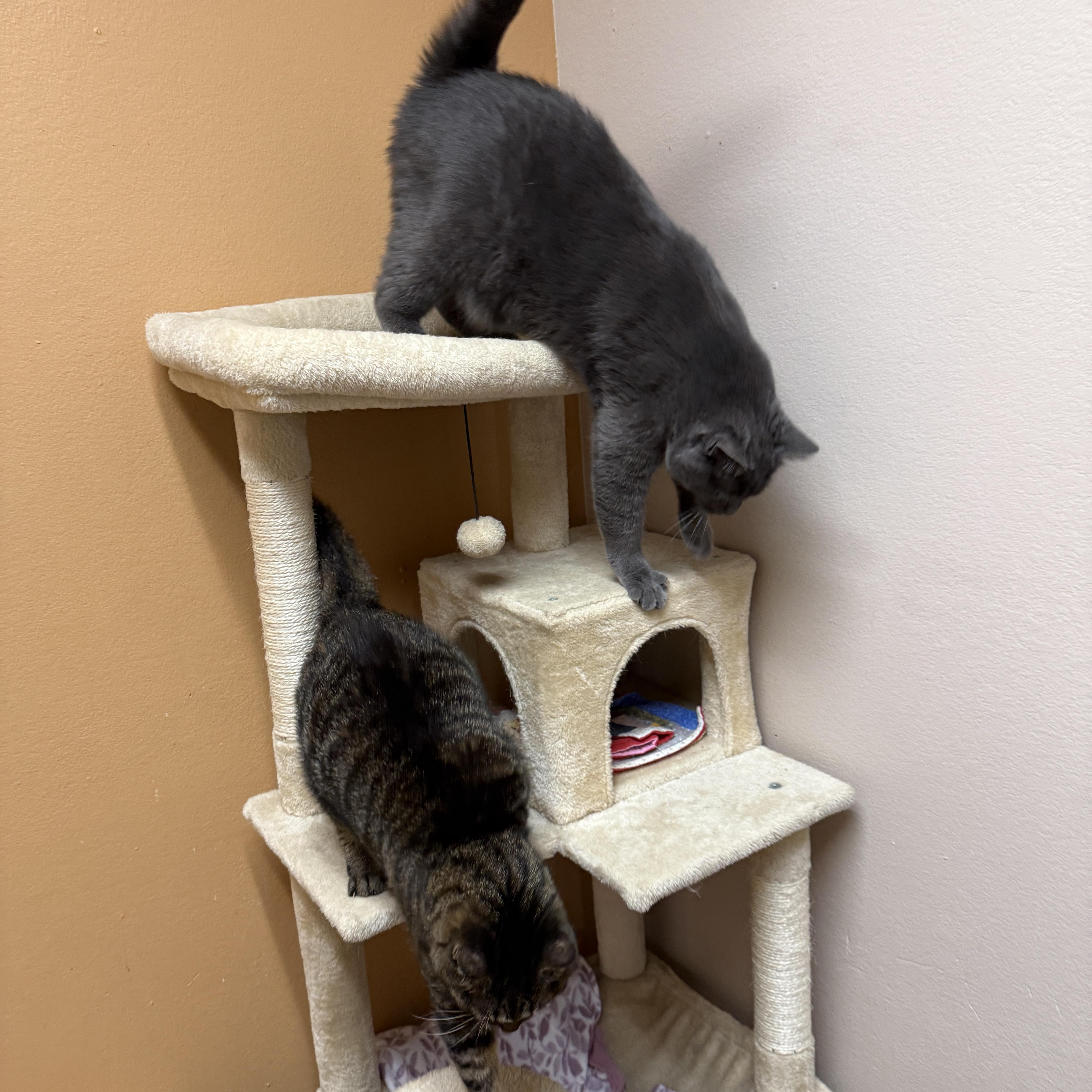 Enlarge Marah & Rio (Bonded), a Adoptable Domestic Short Hair in Oconto, WI image 4/5