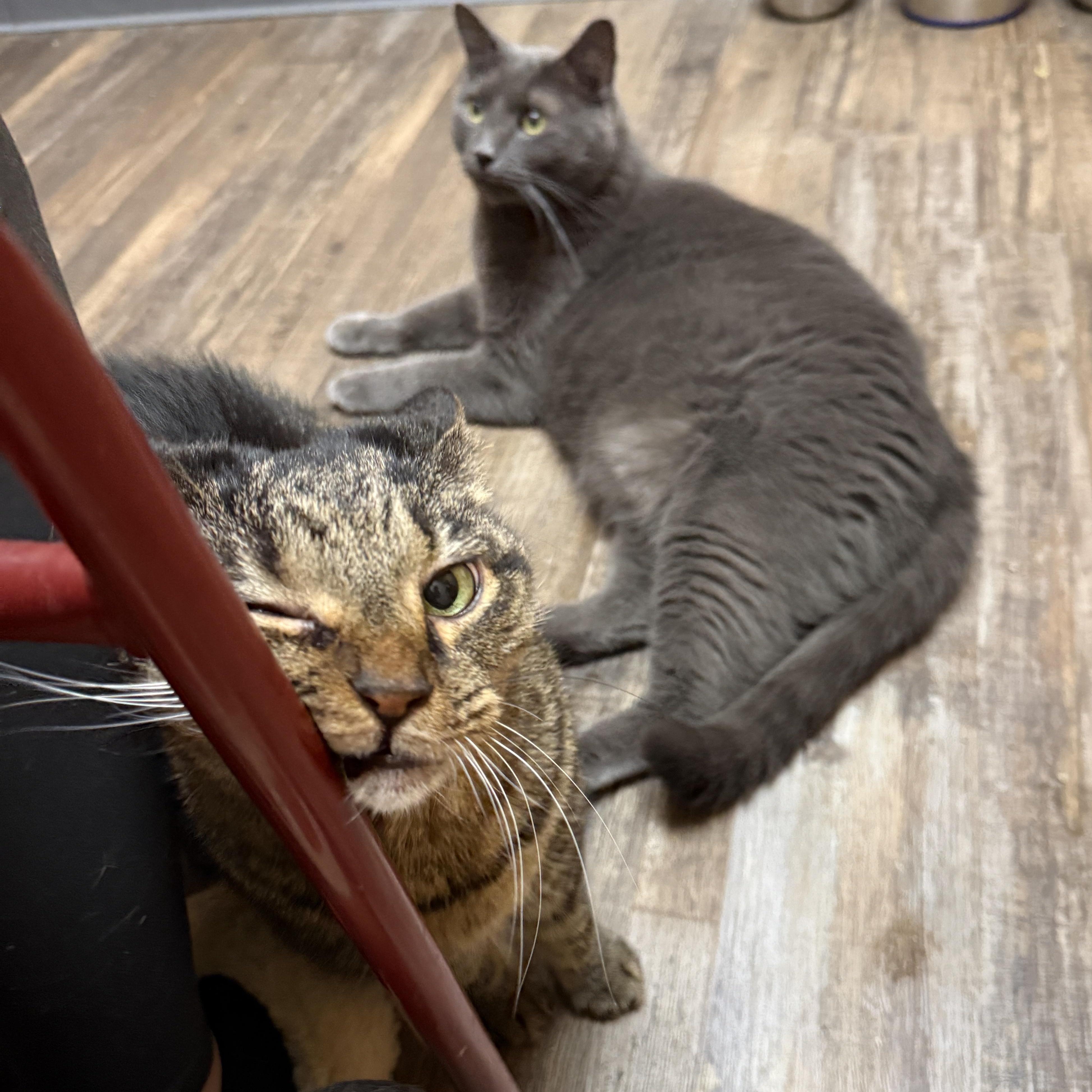 Enlarge Marah & Rio (Bonded), a Adoptable Domestic Short Hair in Oconto, WI image 5/5