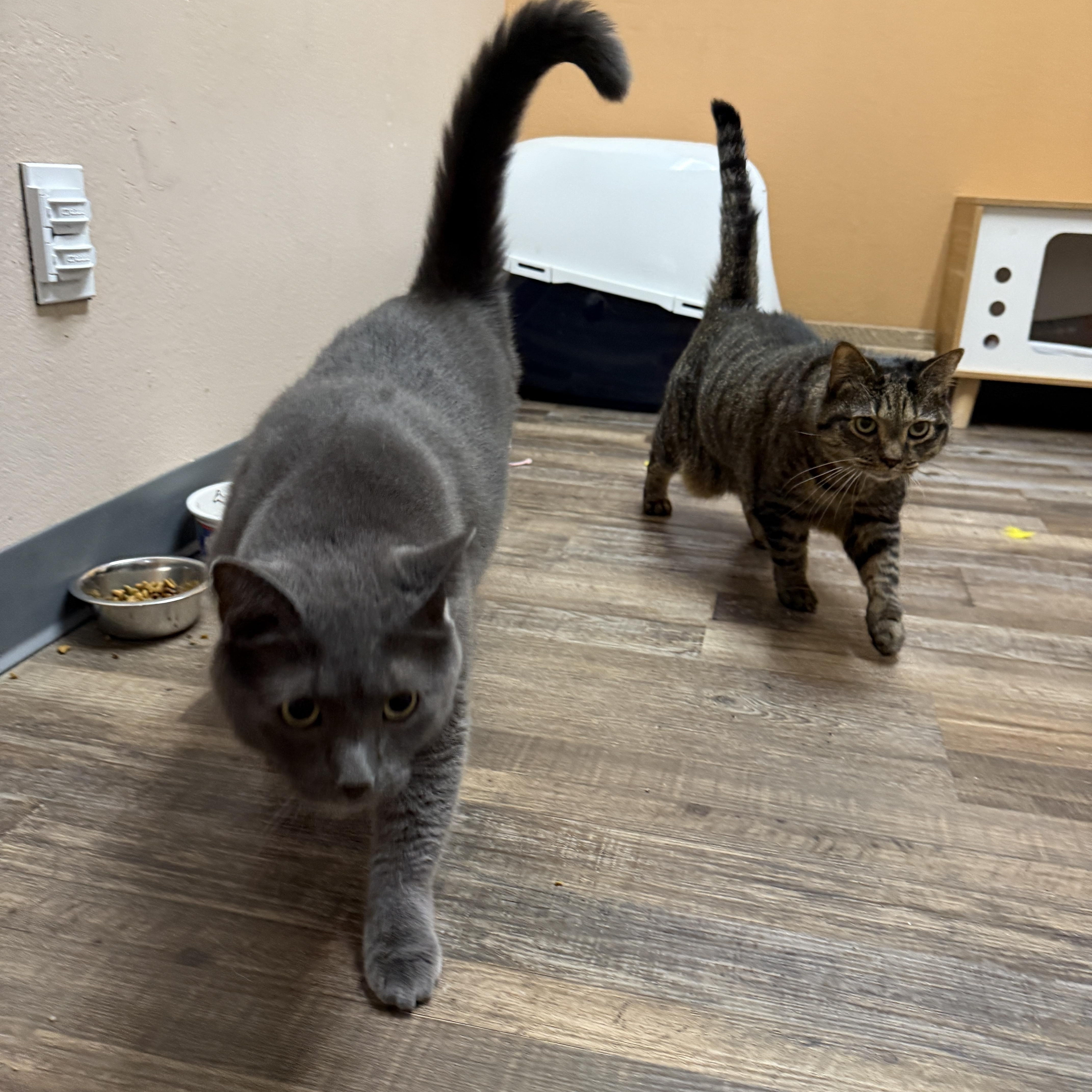 Marah & Rio (Bonded), Adoptable, Adult Female Domestic Short Hair.