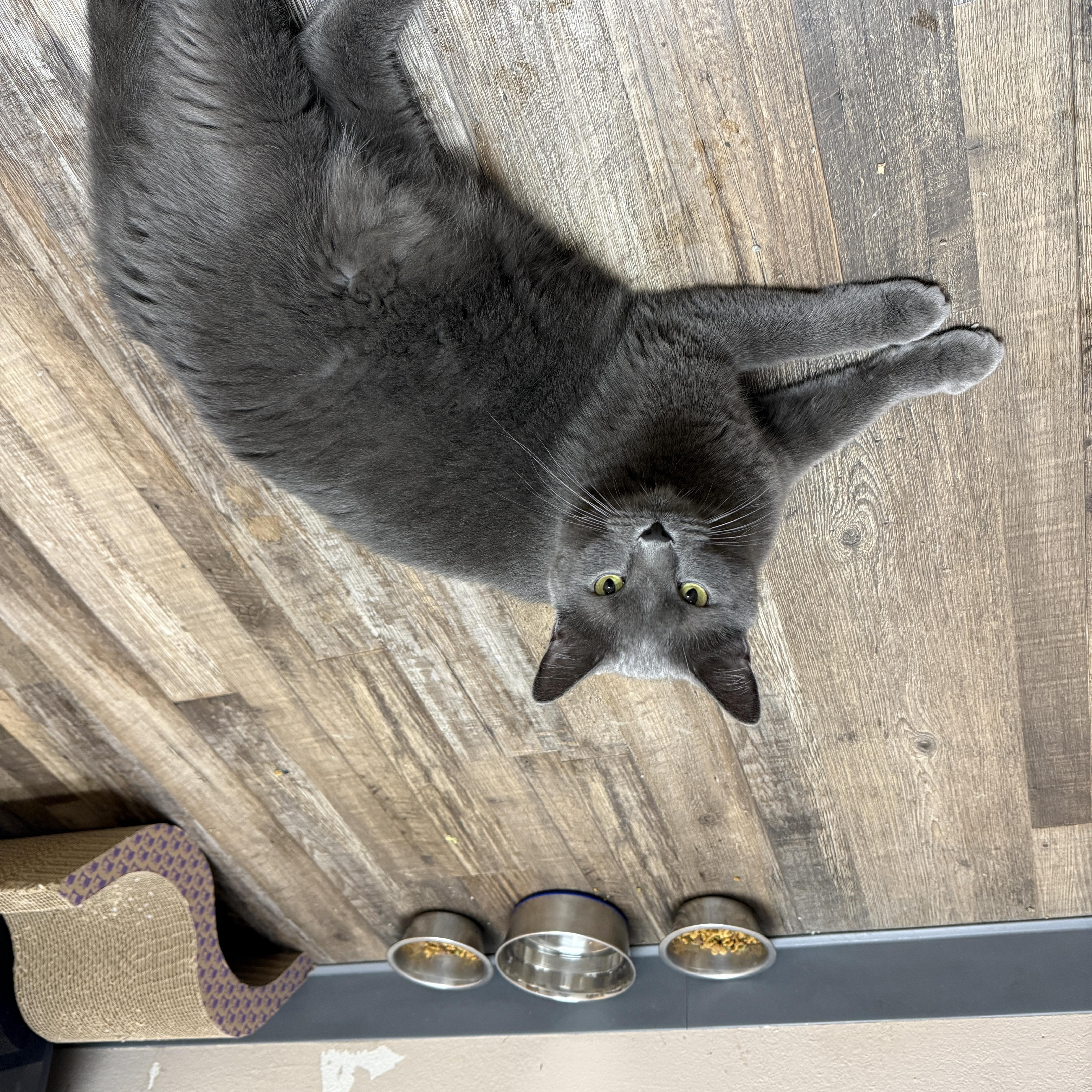 Enlarge Marah & Rio (Bonded), a Adoptable Domestic Short Hair in Oconto, WI image 3/5