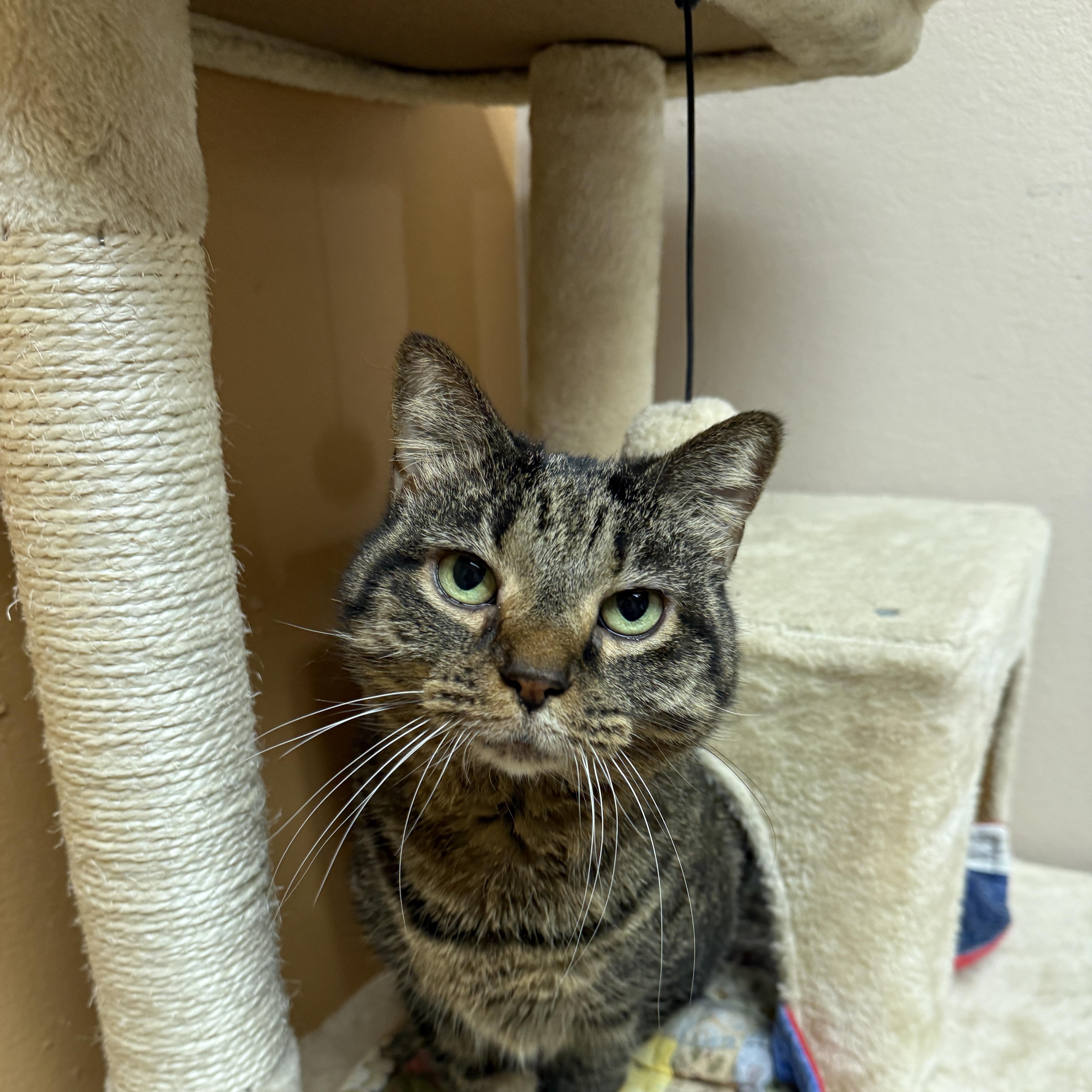 Enlarge Marah & Rio (Bonded), a Adoptable Domestic Short Hair in Oconto, WI image 2/5