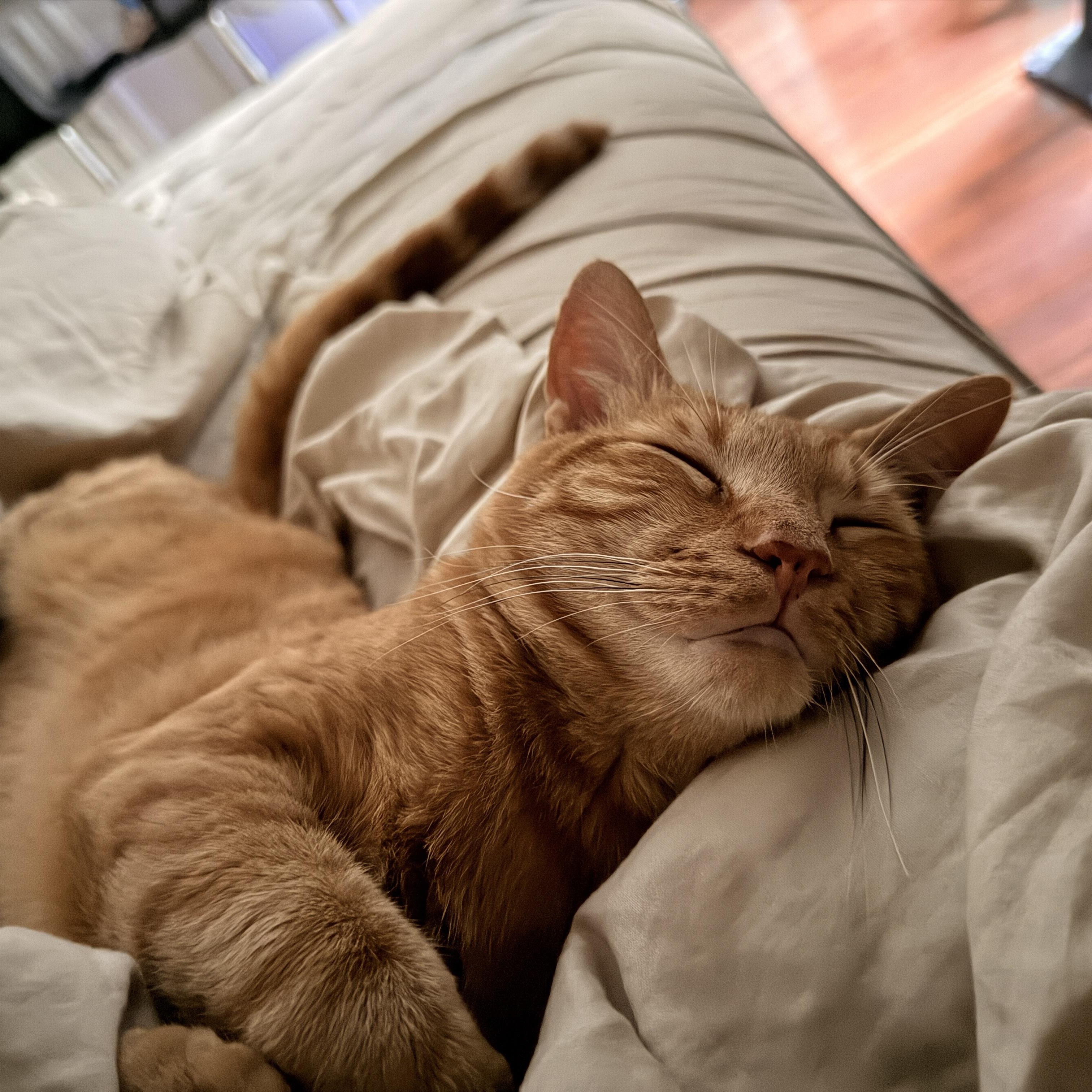 Sumo, Adopted, Young Male Domestic Short Hair.