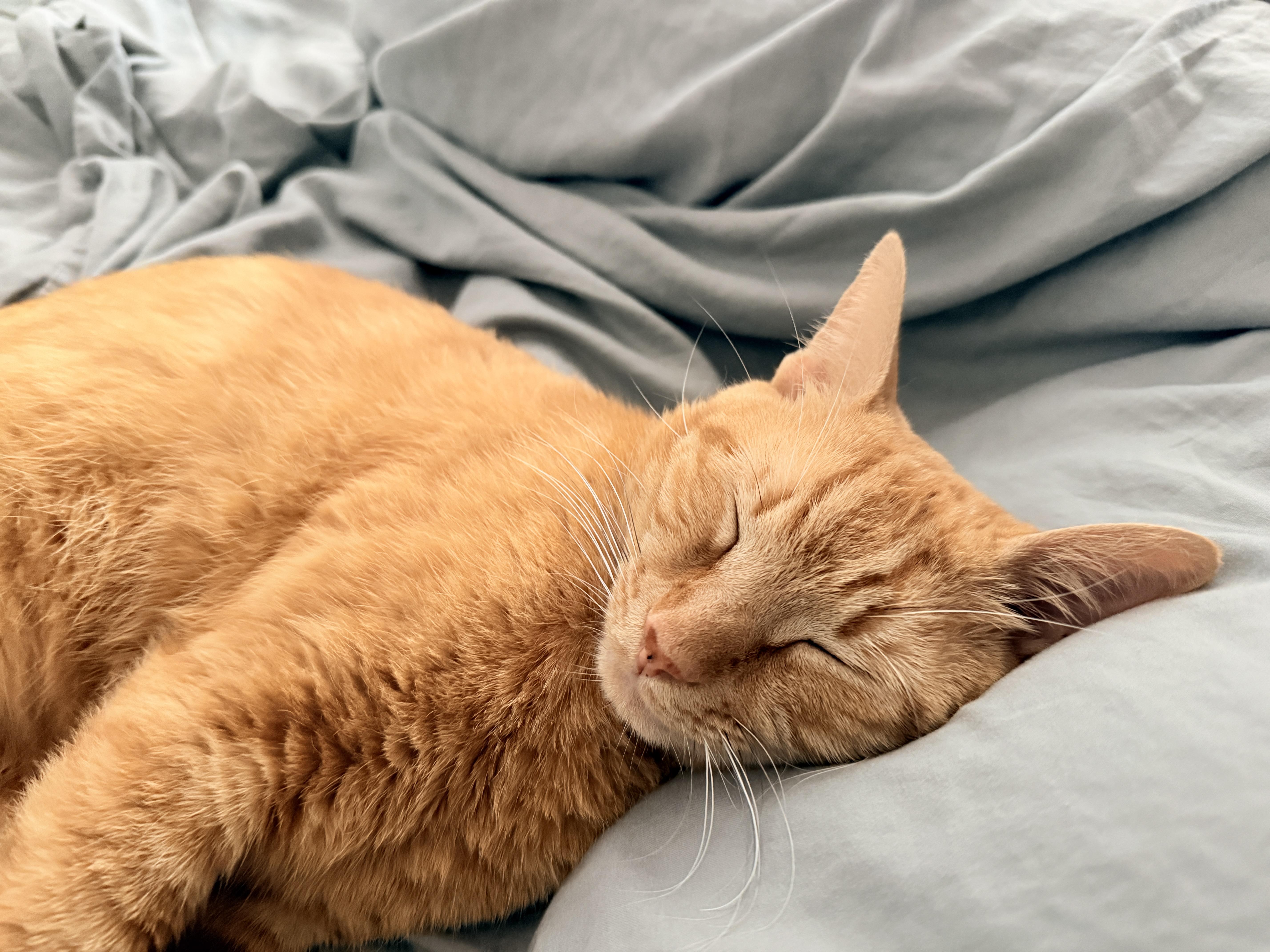 Enlarge Sumo, a Adopted Domestic Short Hair in Cambridge, MA image 3/6